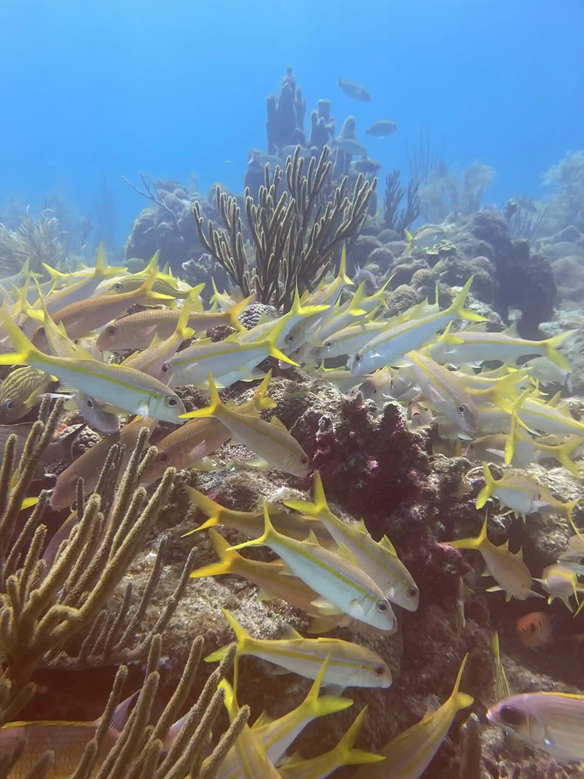 Dive site photo