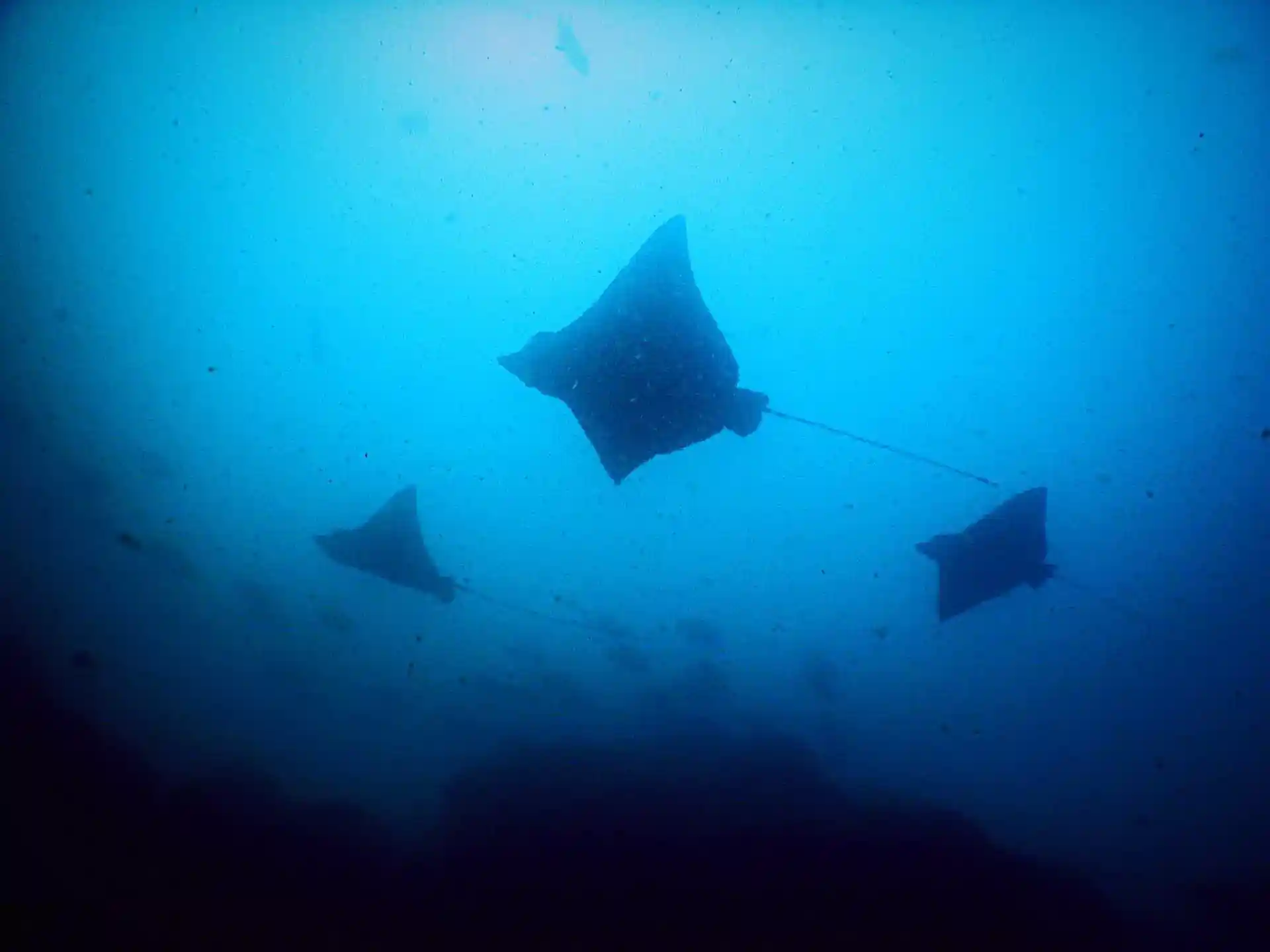 ダイビングサイトの写真