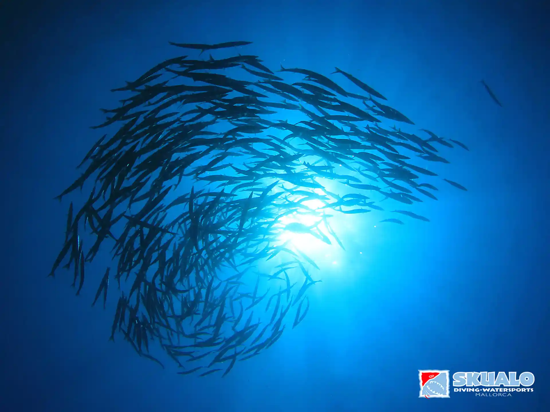 Escuela de barracudas en Mallorca con Skualo