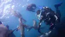 Dive center image