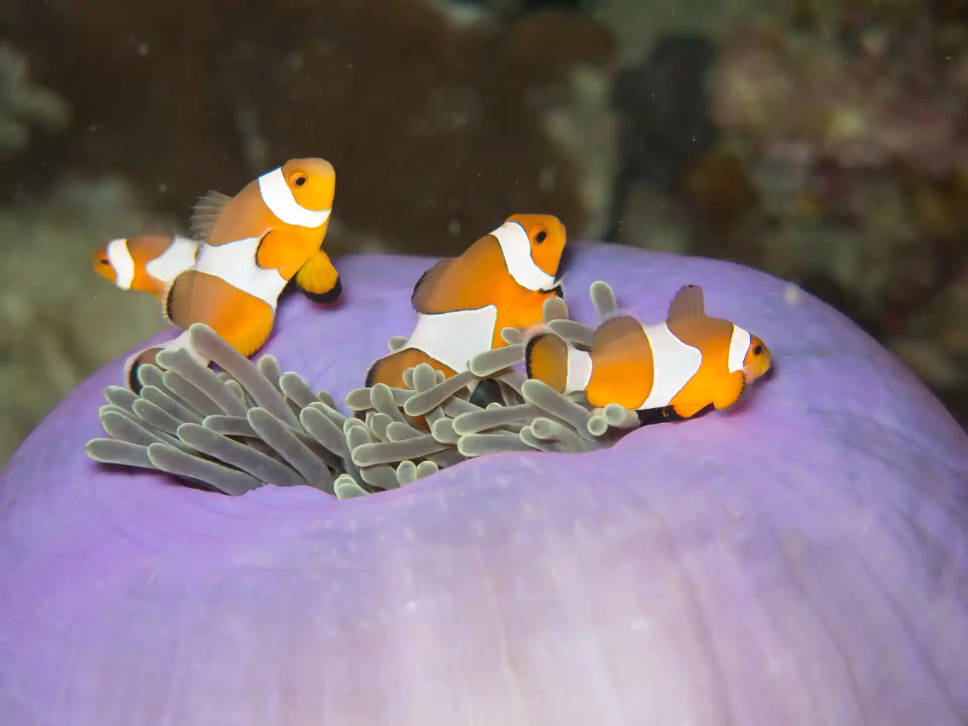 Enjoy the colour marine life and learn how to protect the environment