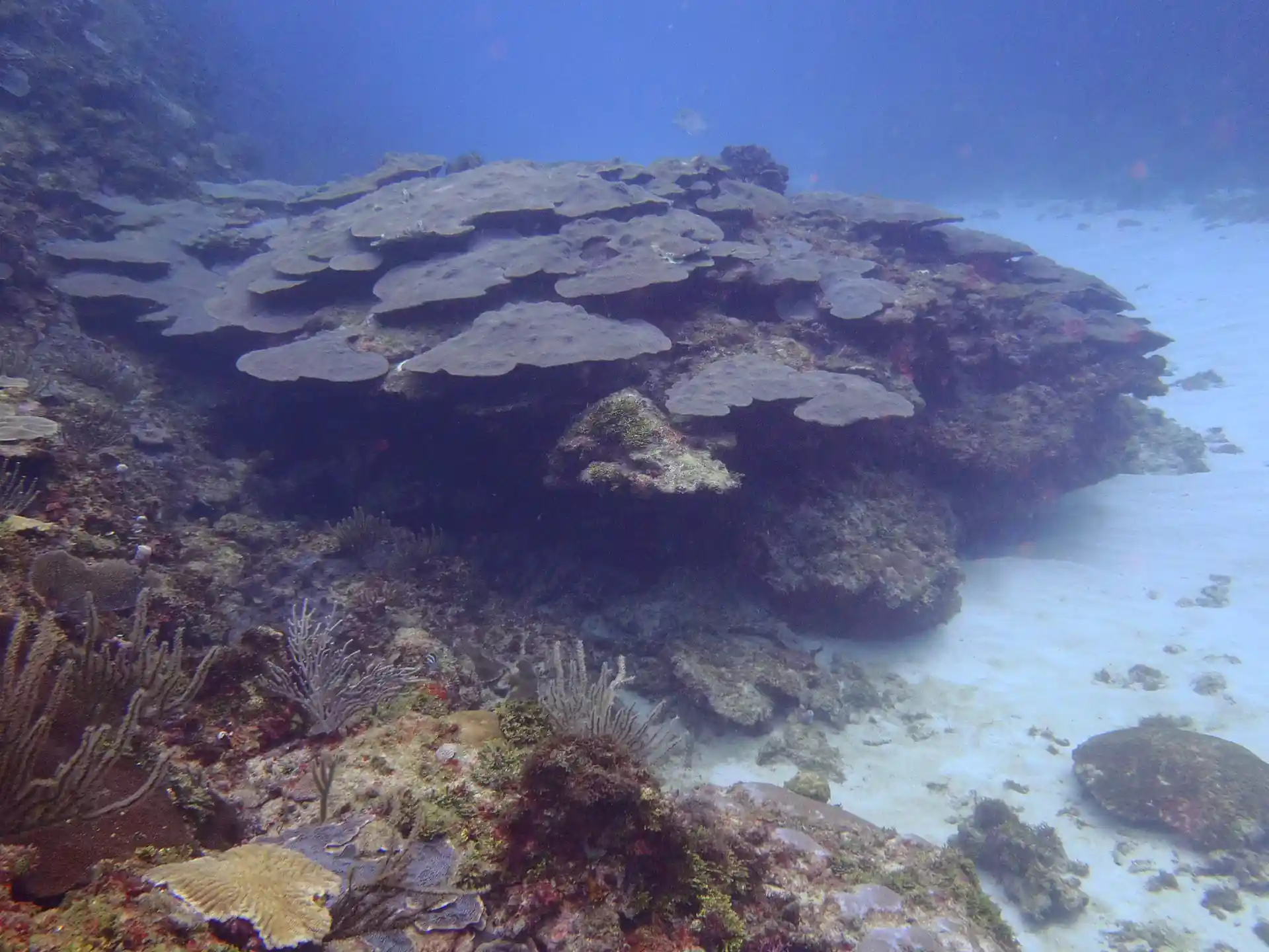 Dive shop photo