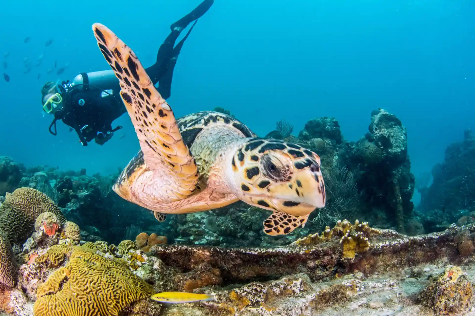 Photo du site de plongée