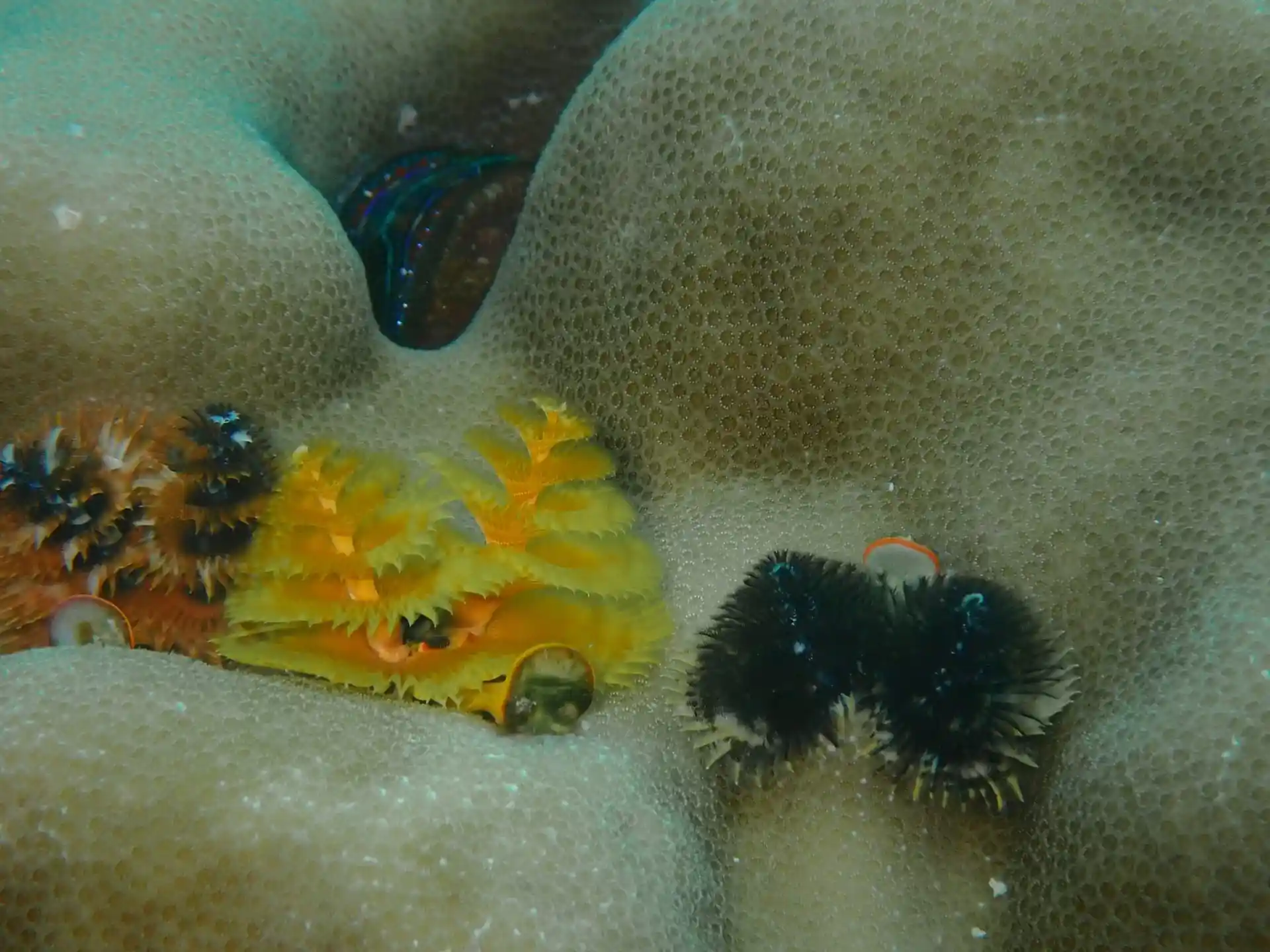 Dive site photo