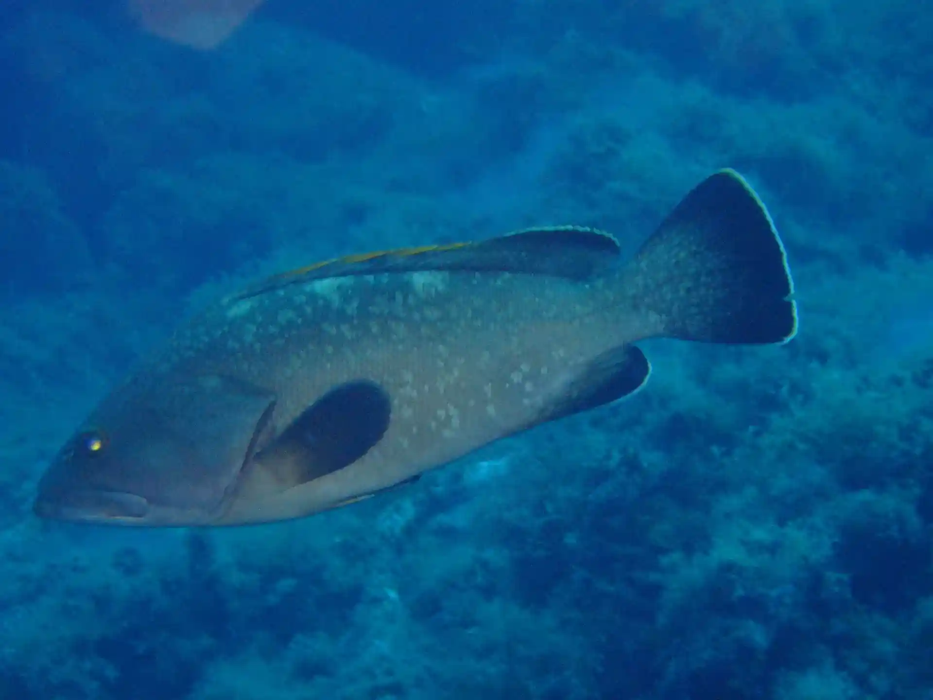 Dive site photo