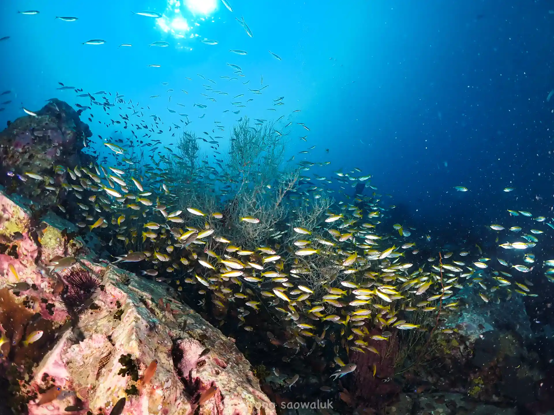 Dive easy. Dive happy