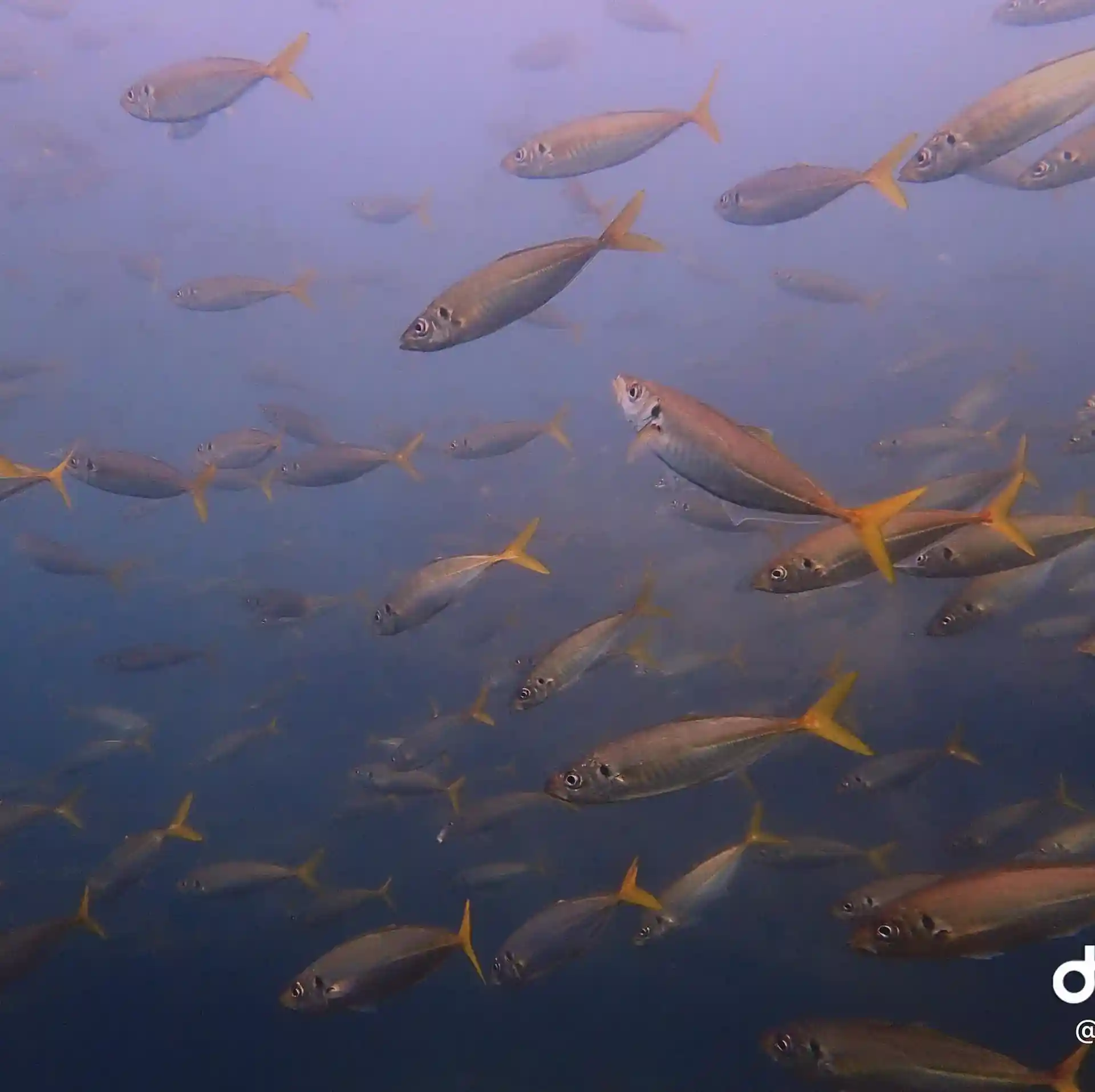 Dive site photo