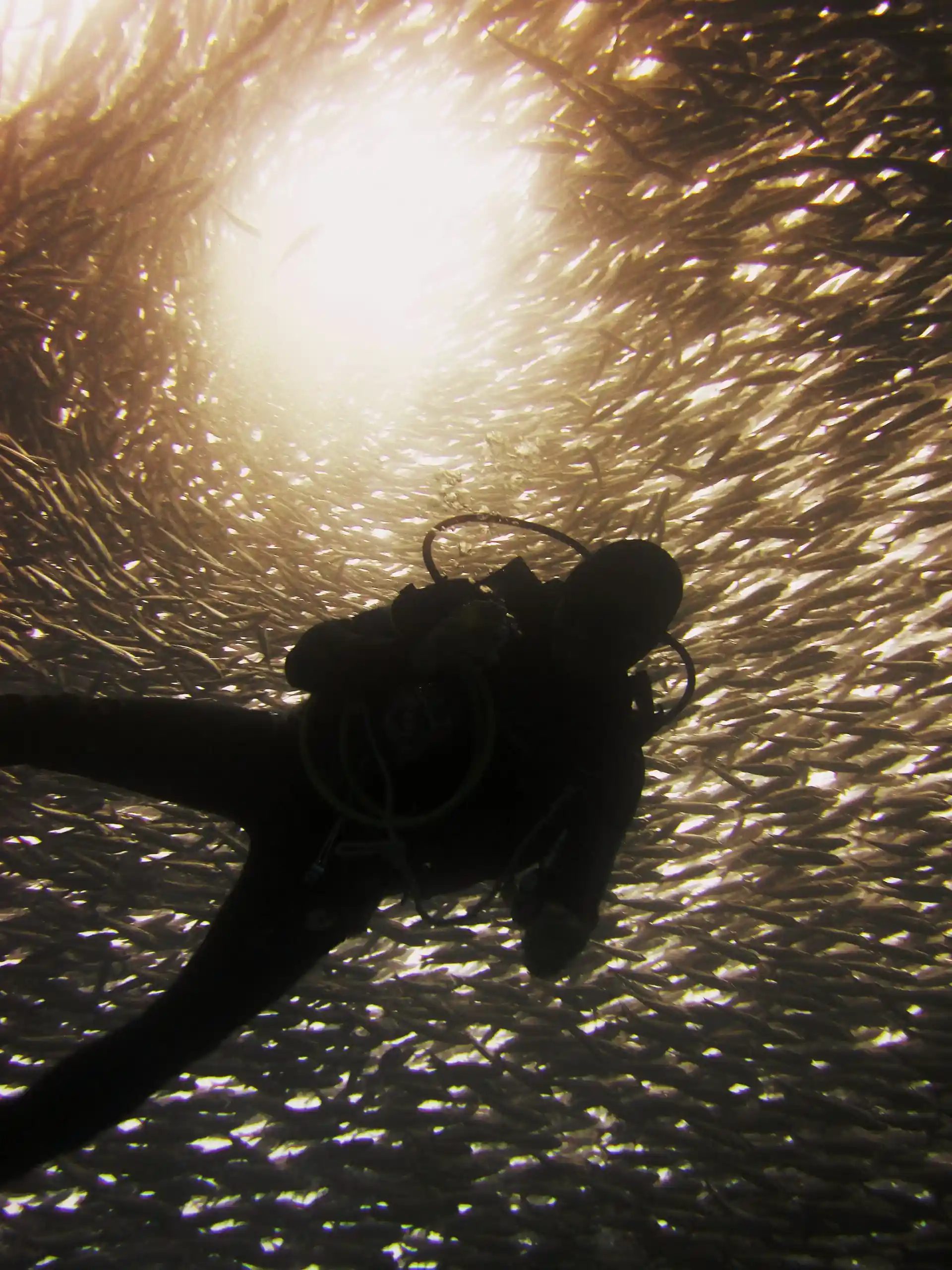 So many fish!