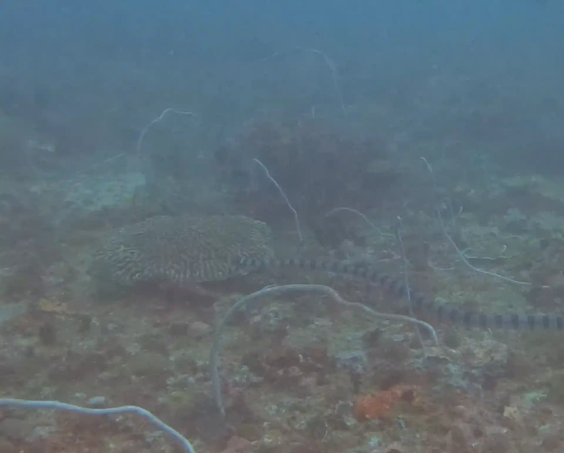 Dive site photo