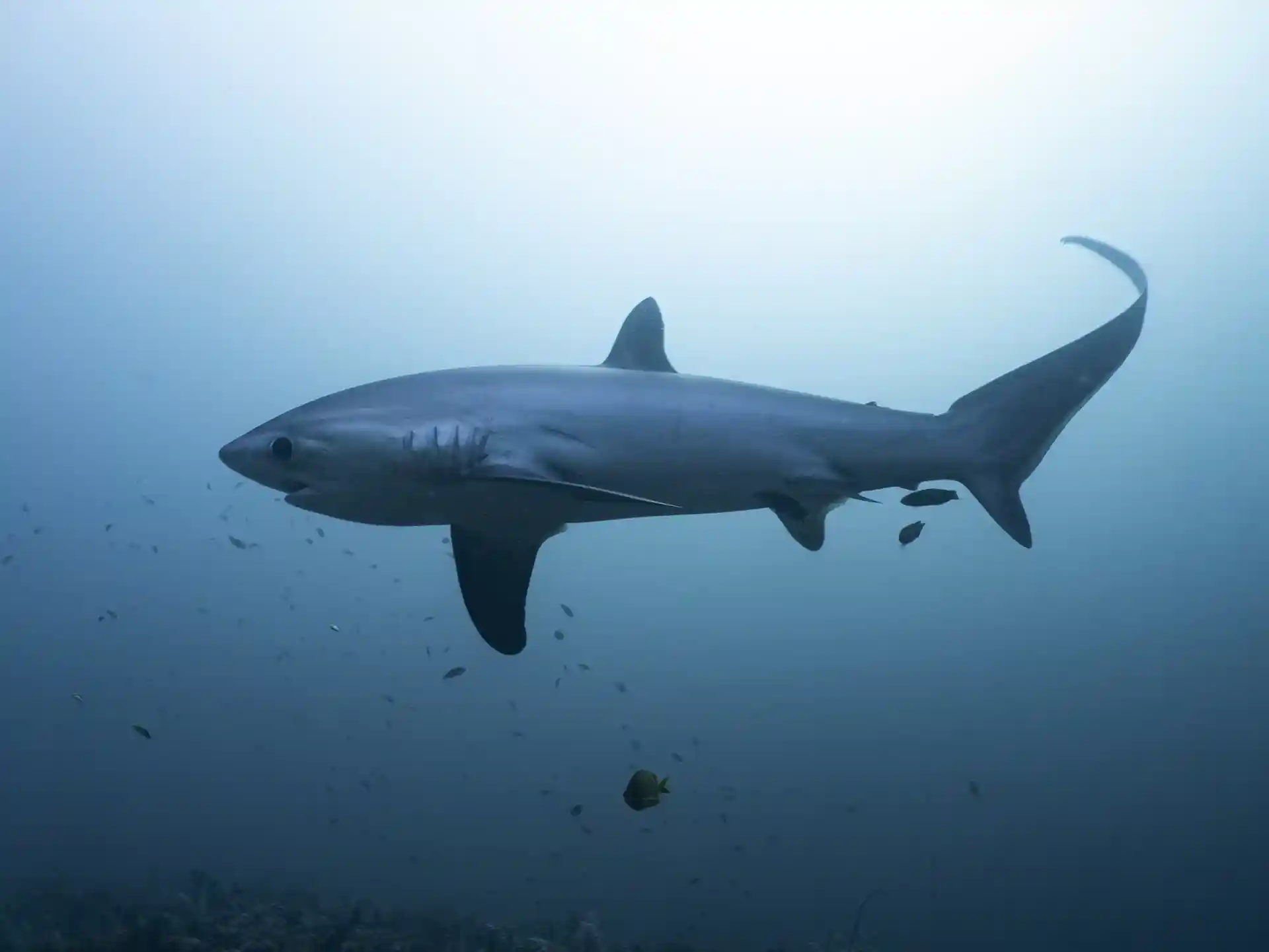 Thresher Shark at Kimud Shoal