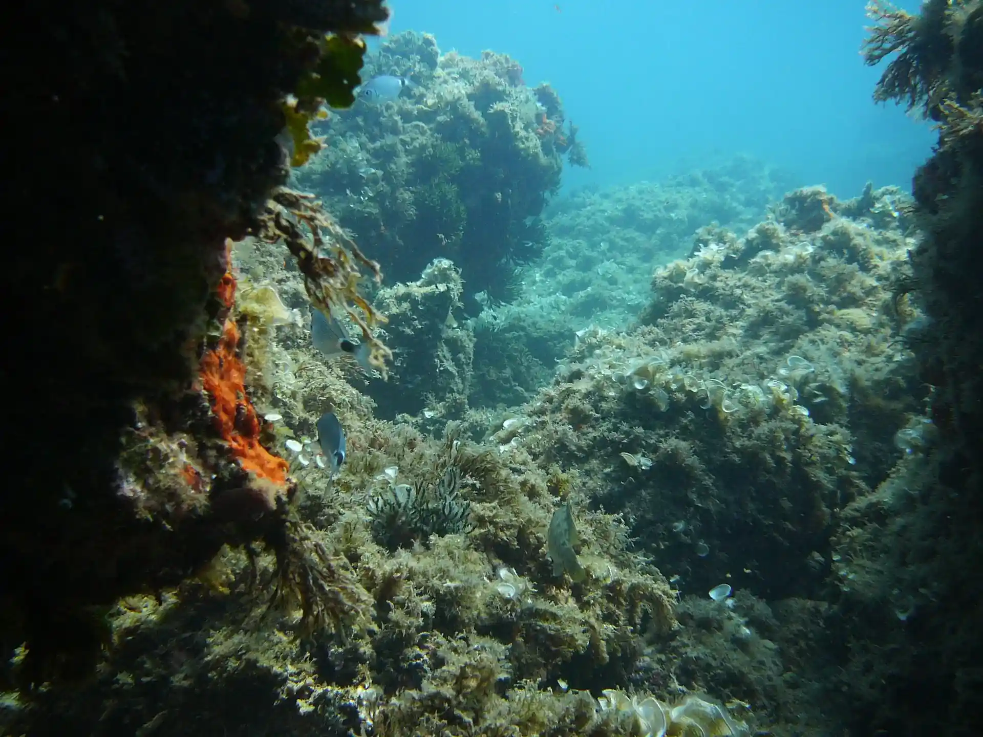 Dive site photo