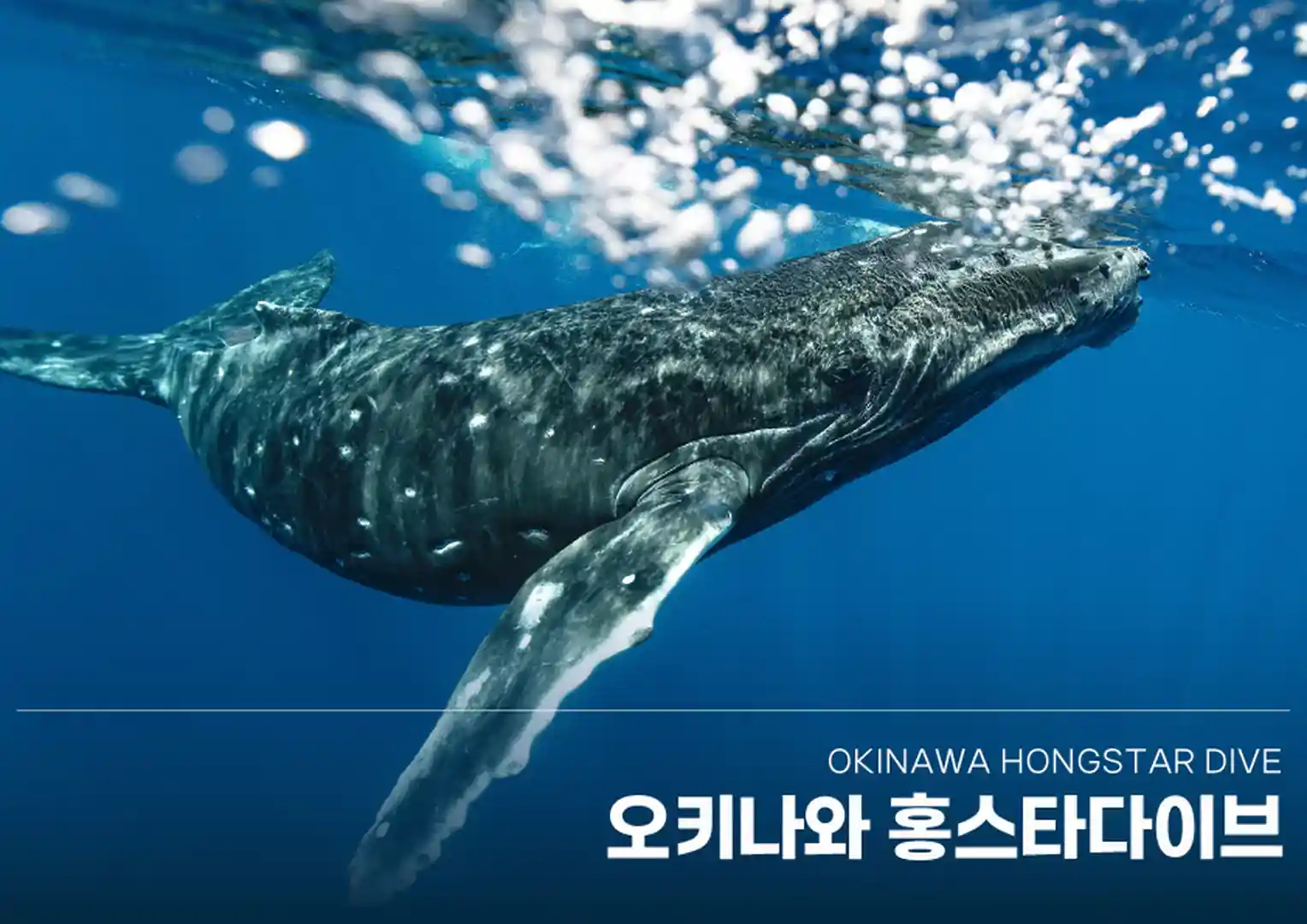 HONG STAR DIVE | Okinawa | PADI Dive Center