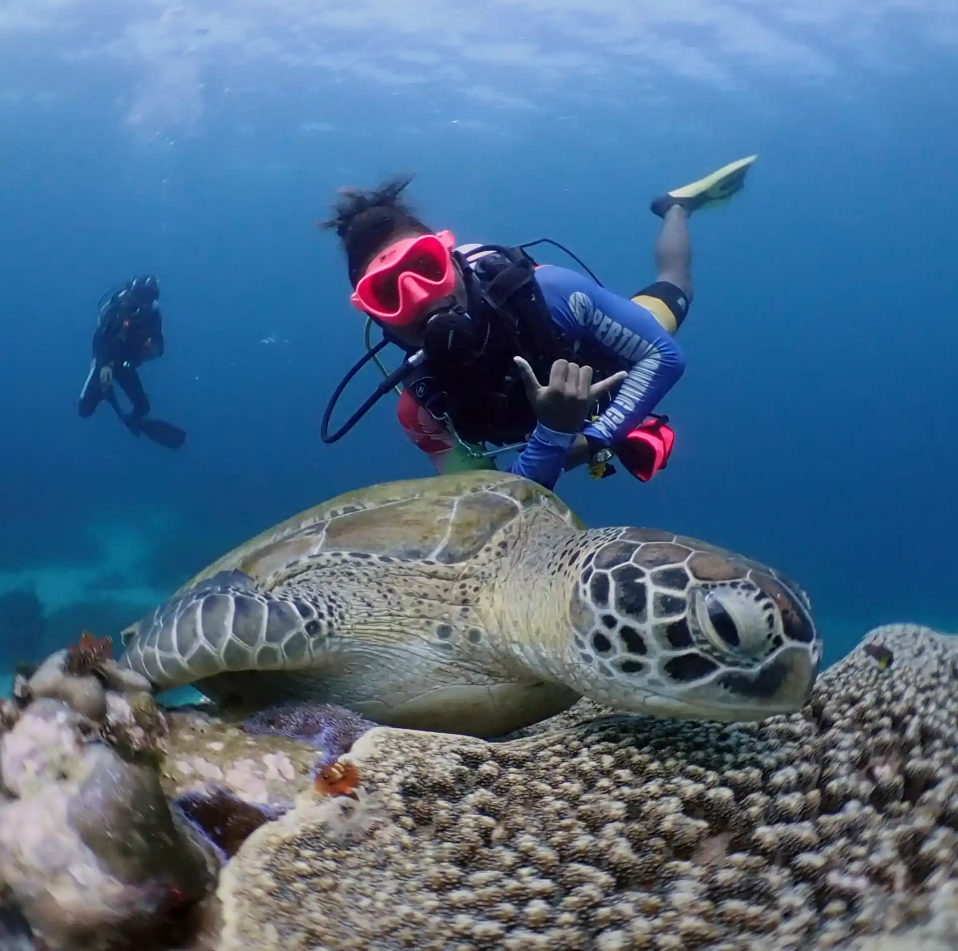 Uscire con le tartarughe