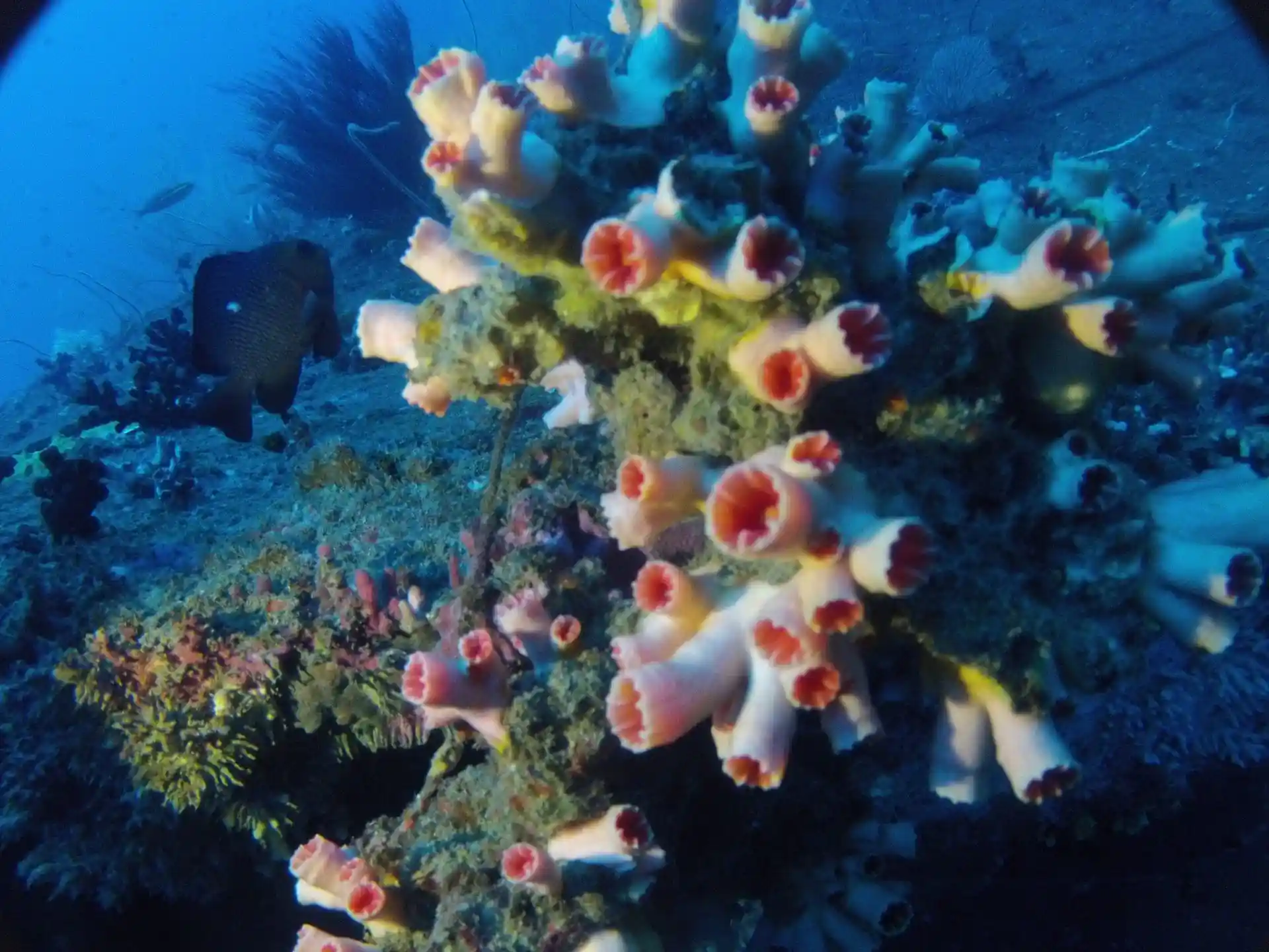 Dive site photo