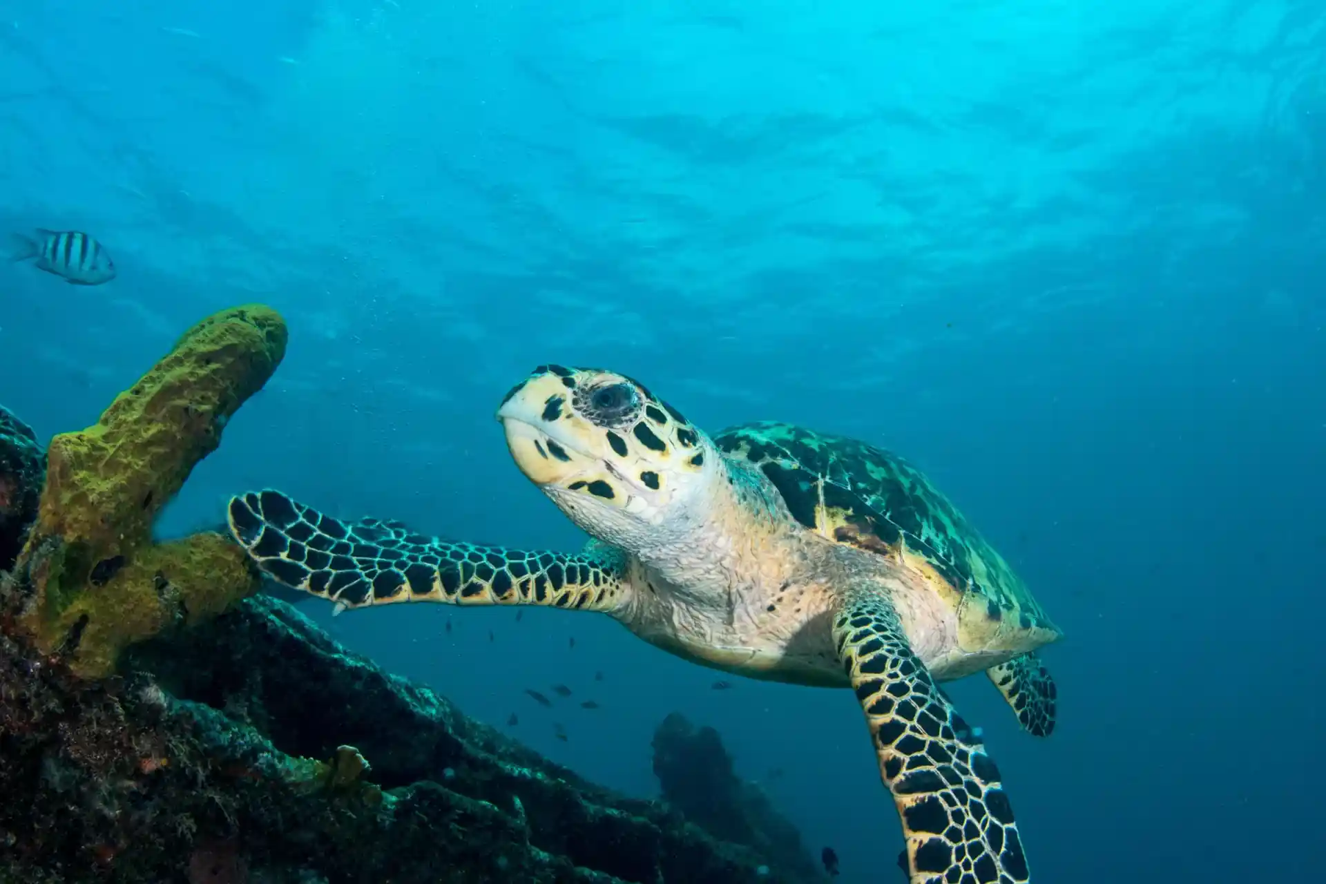 Photo du site de plongée