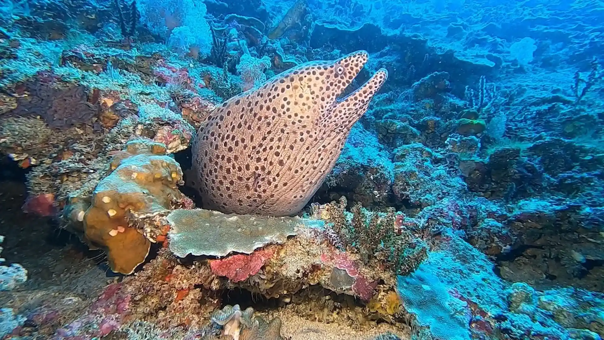 Foto van de duiklocatie