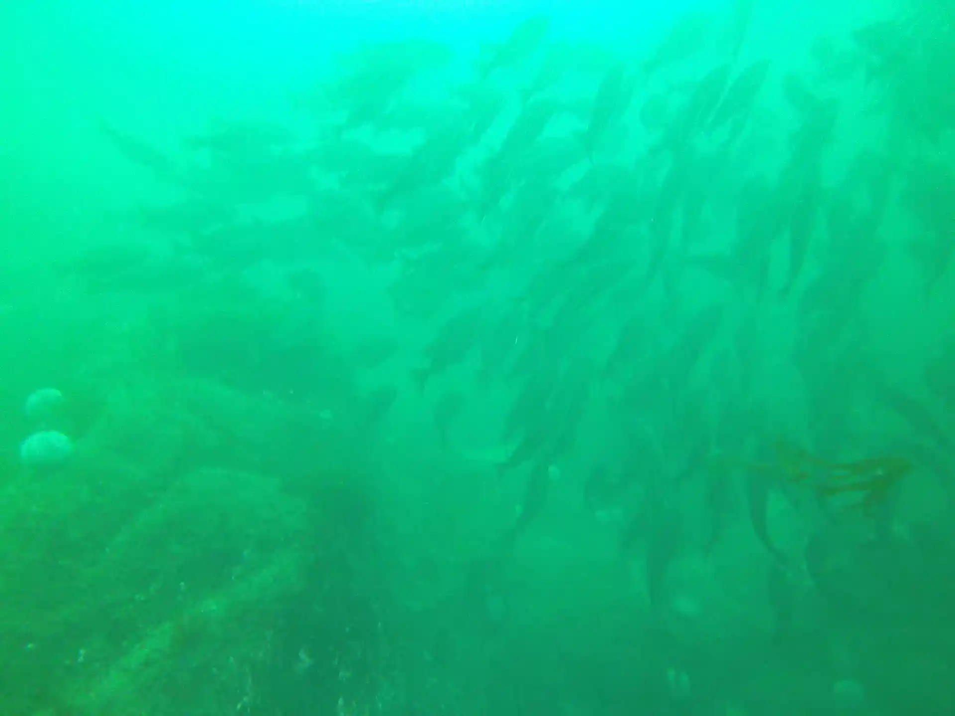 Dive site photo