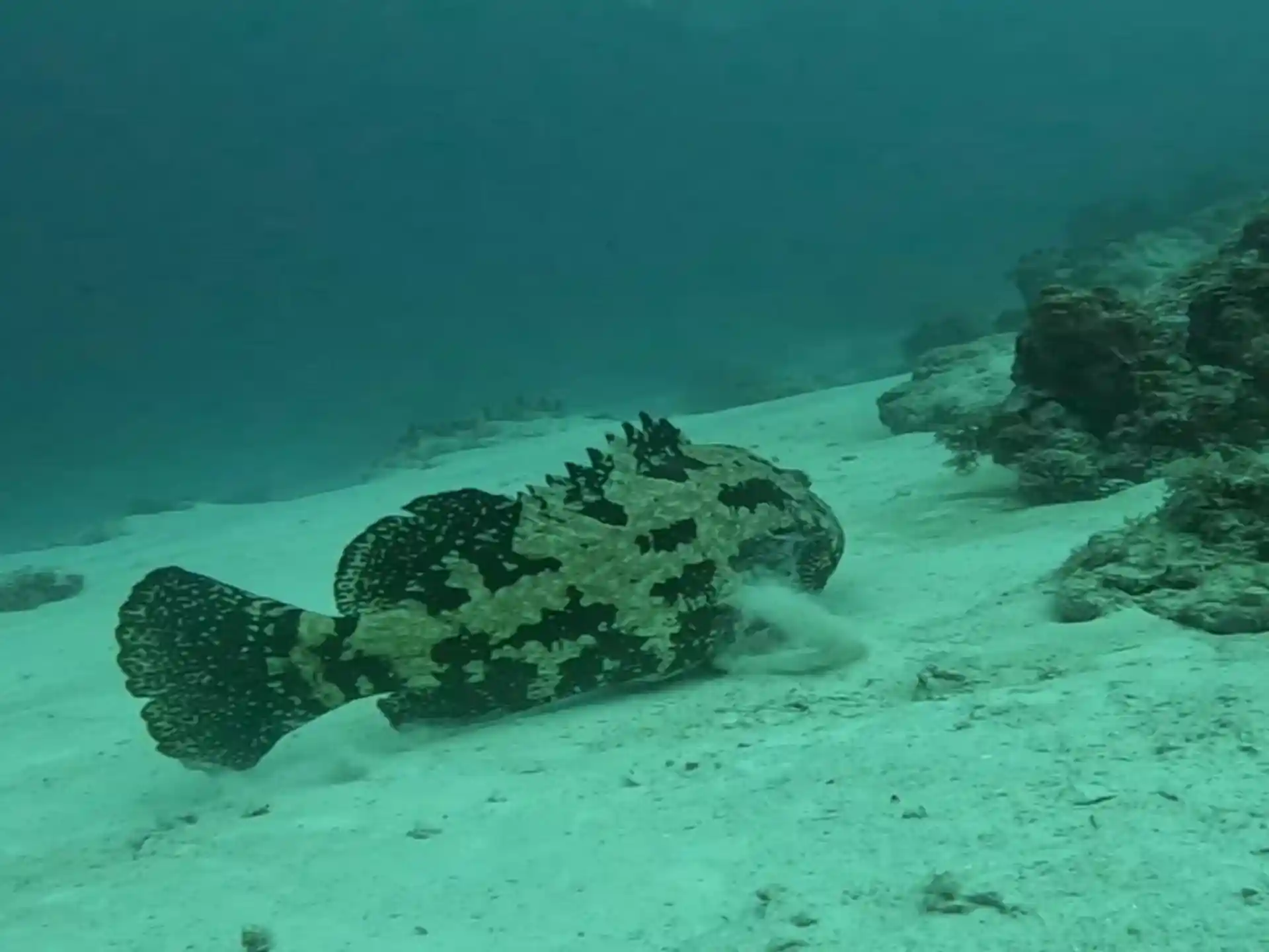 potato grouper is always seen at Mnemba Atoll