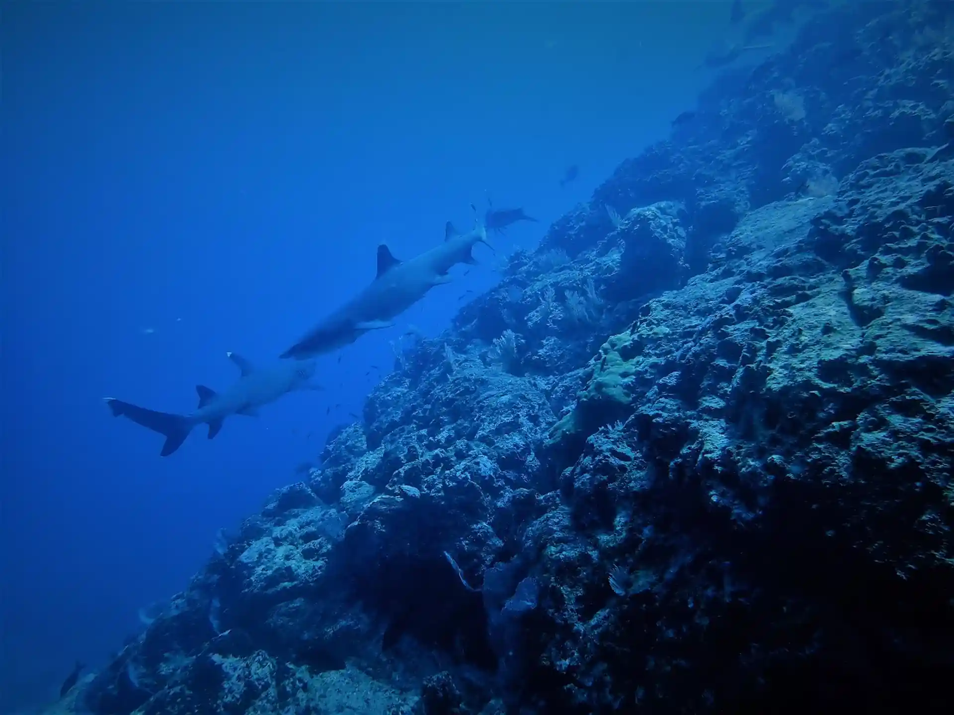 ダイビングサイトの写真