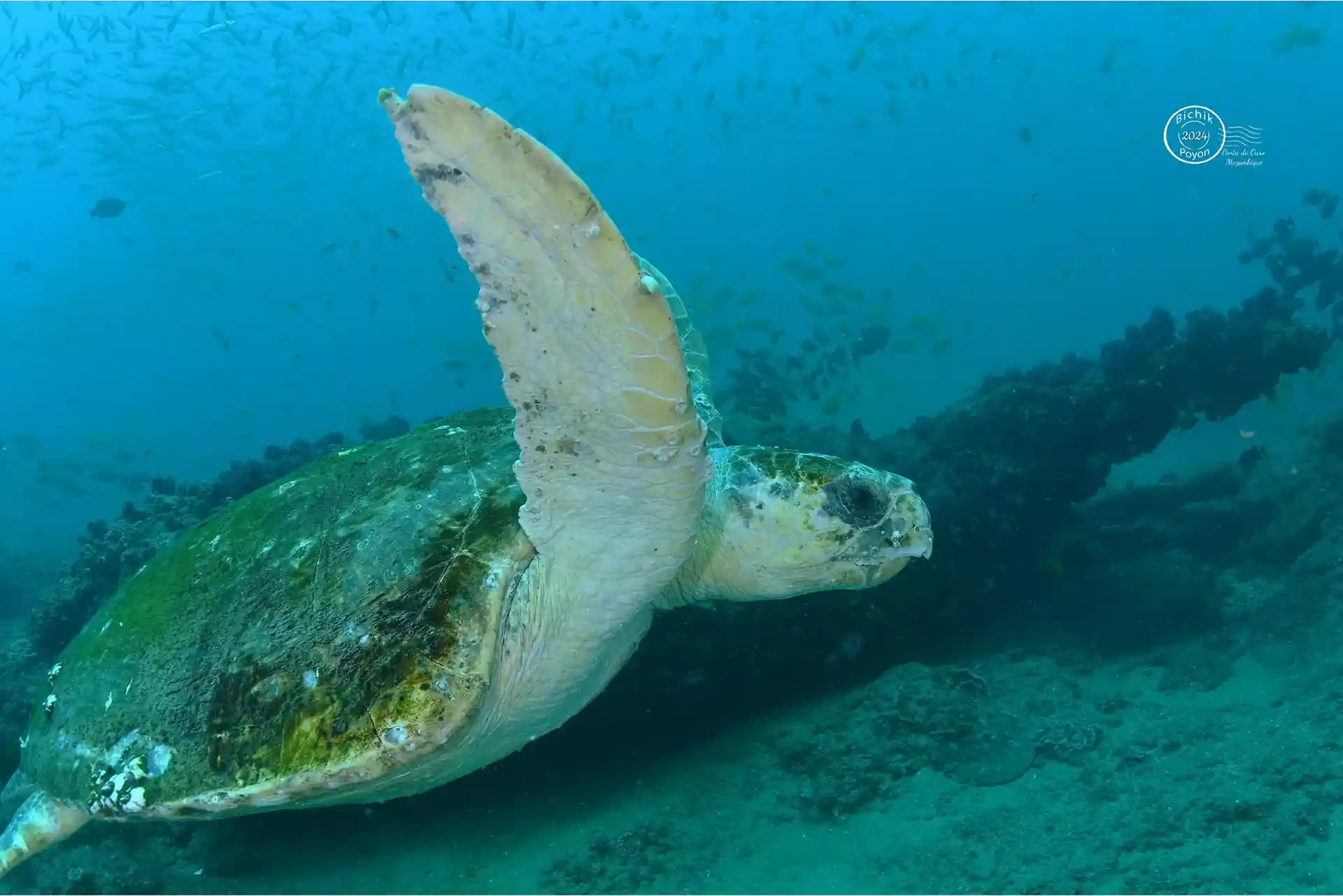 Dive site photo