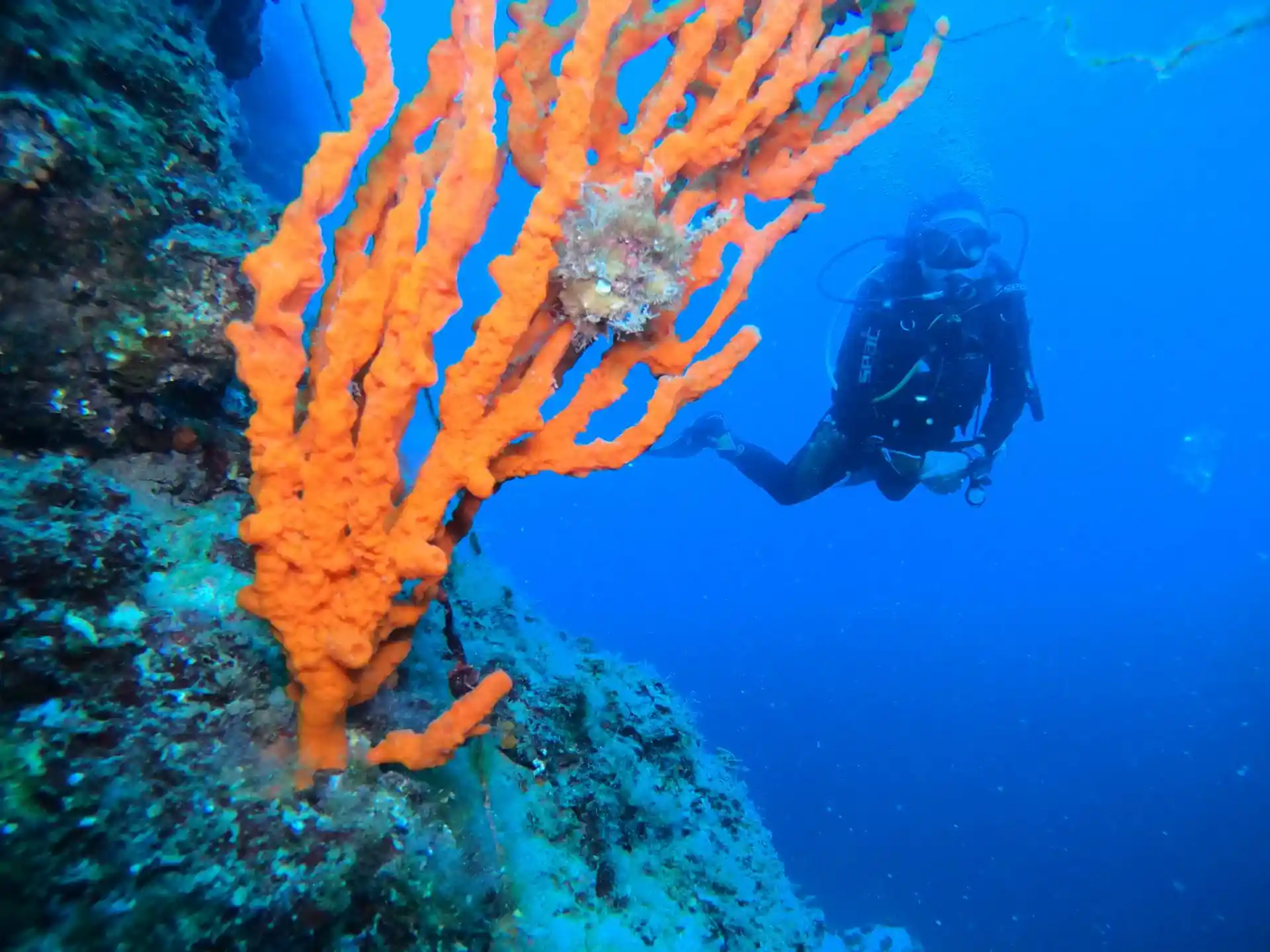 ダイビングサイトの写真