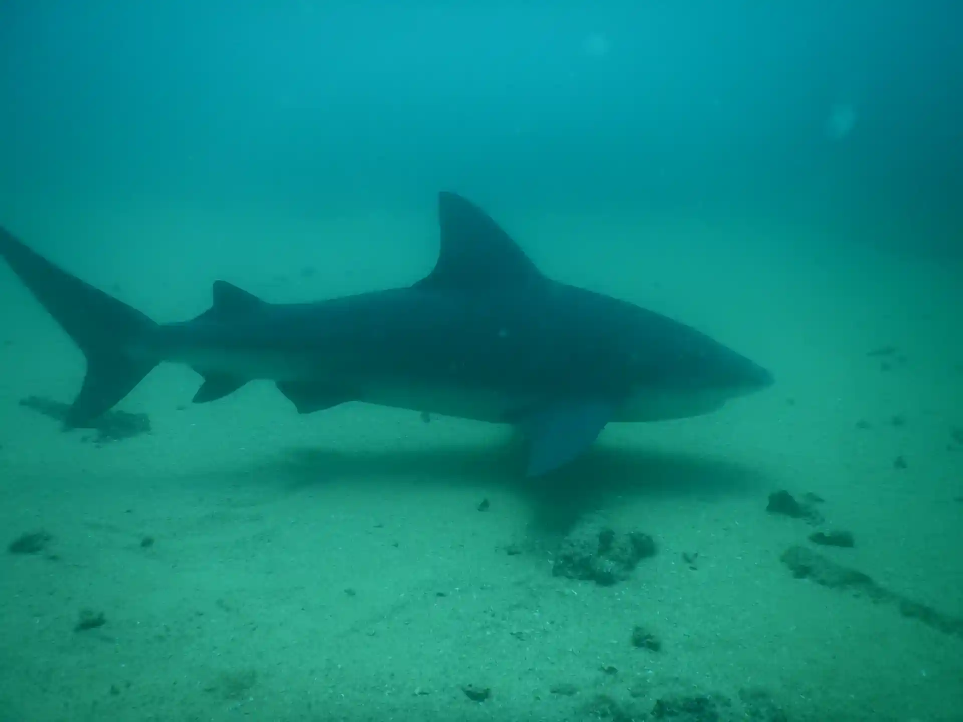 Return of the Apex predators