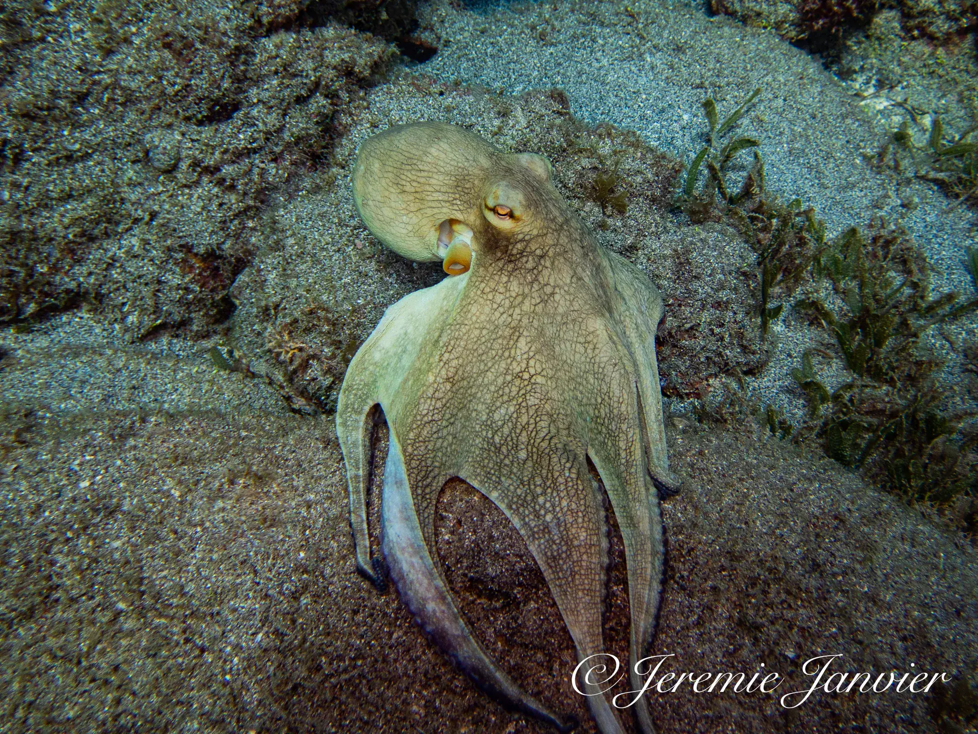Foto de la tienda de buceo