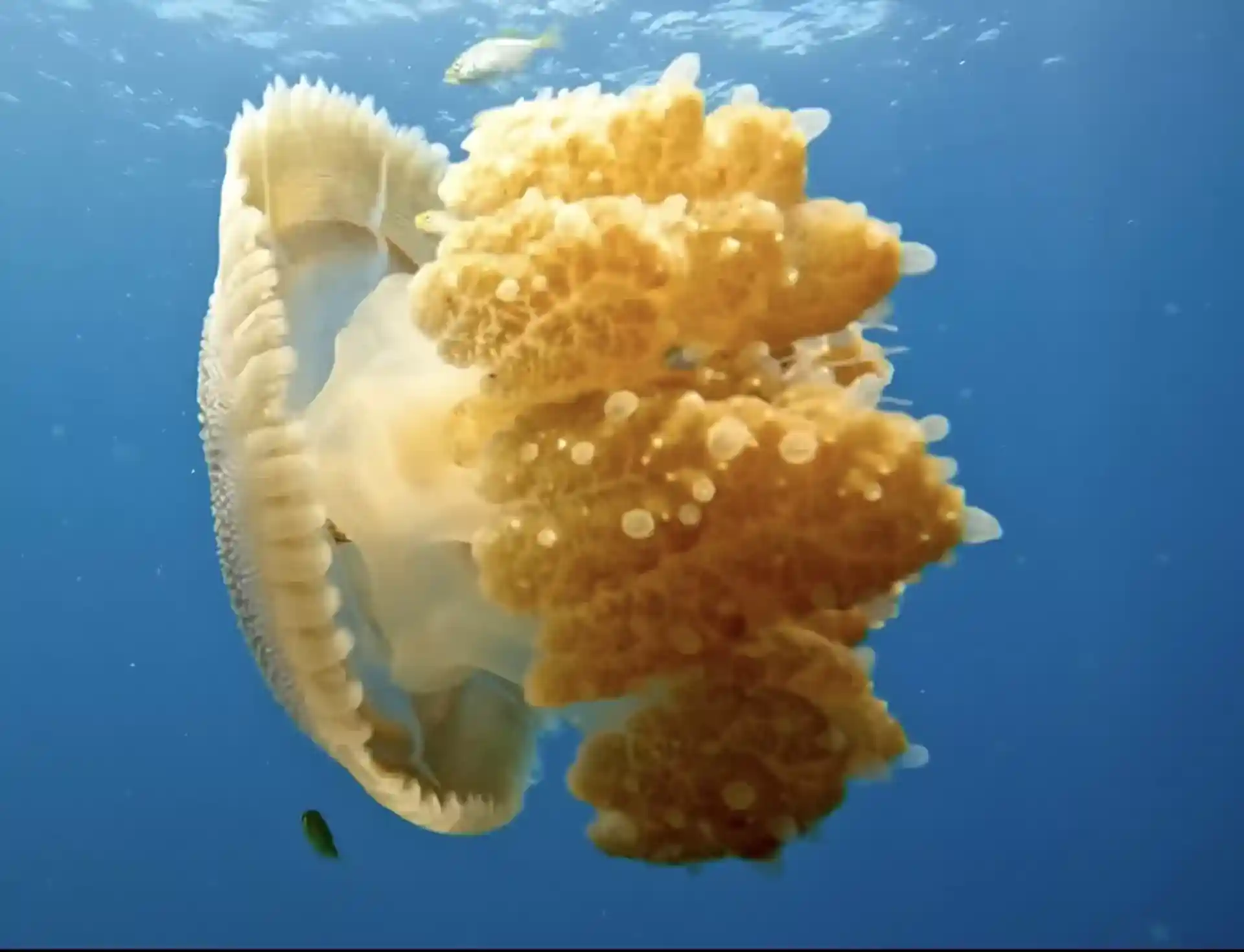 jelly jelly