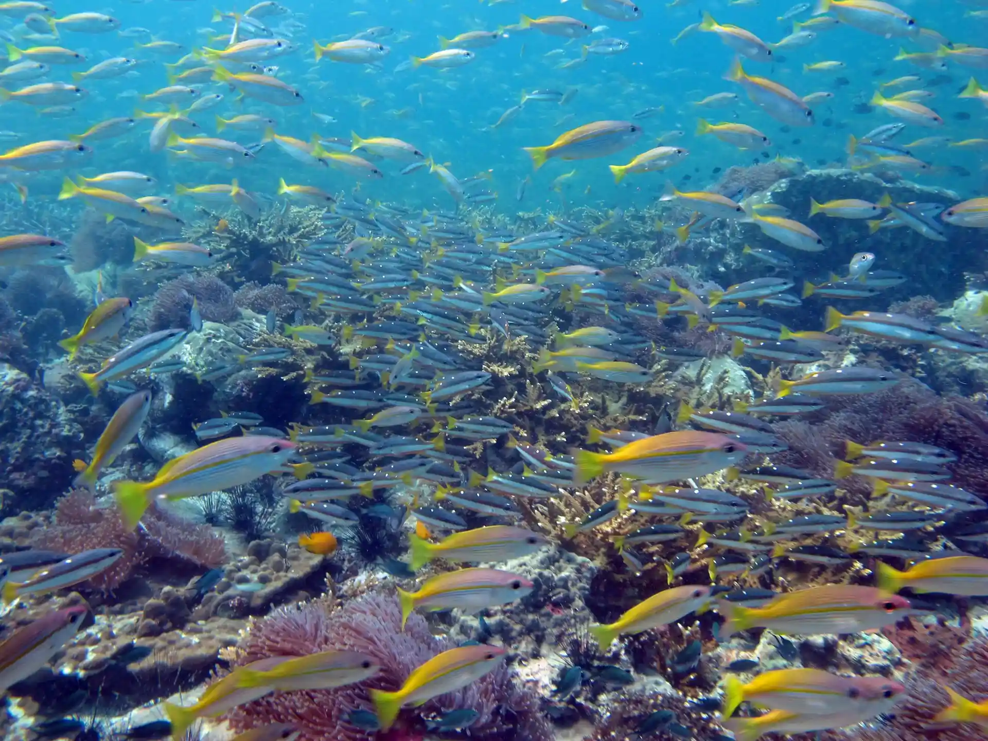 다이빙 포인트 사진