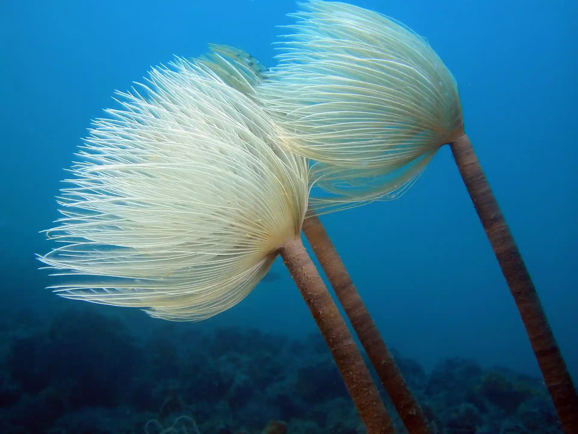 Dive site photo