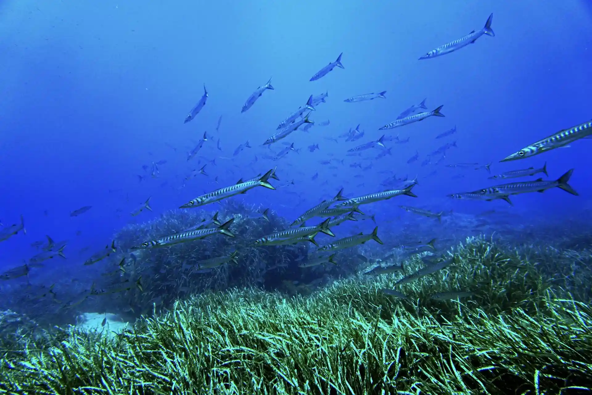 Dive site photo