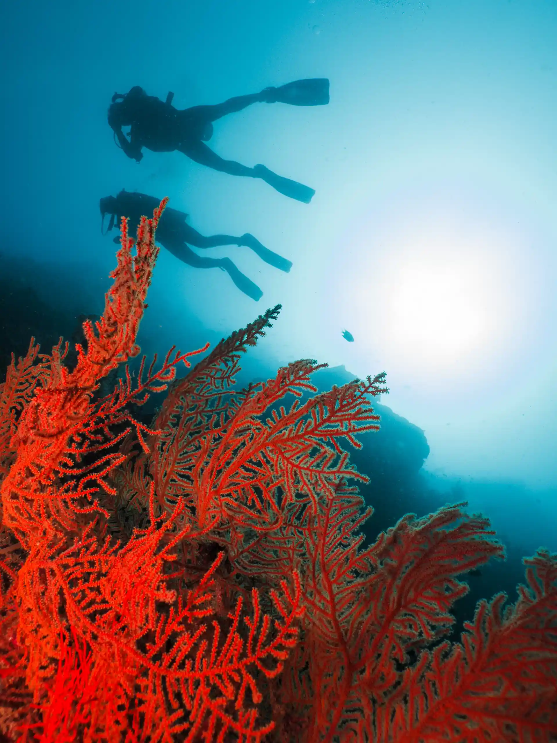 Photo de l'activité