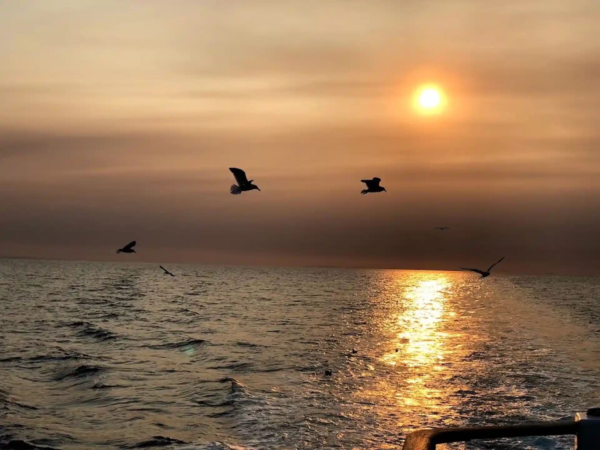 Beautiful sunset on our way back to land from Santa Cruz Island