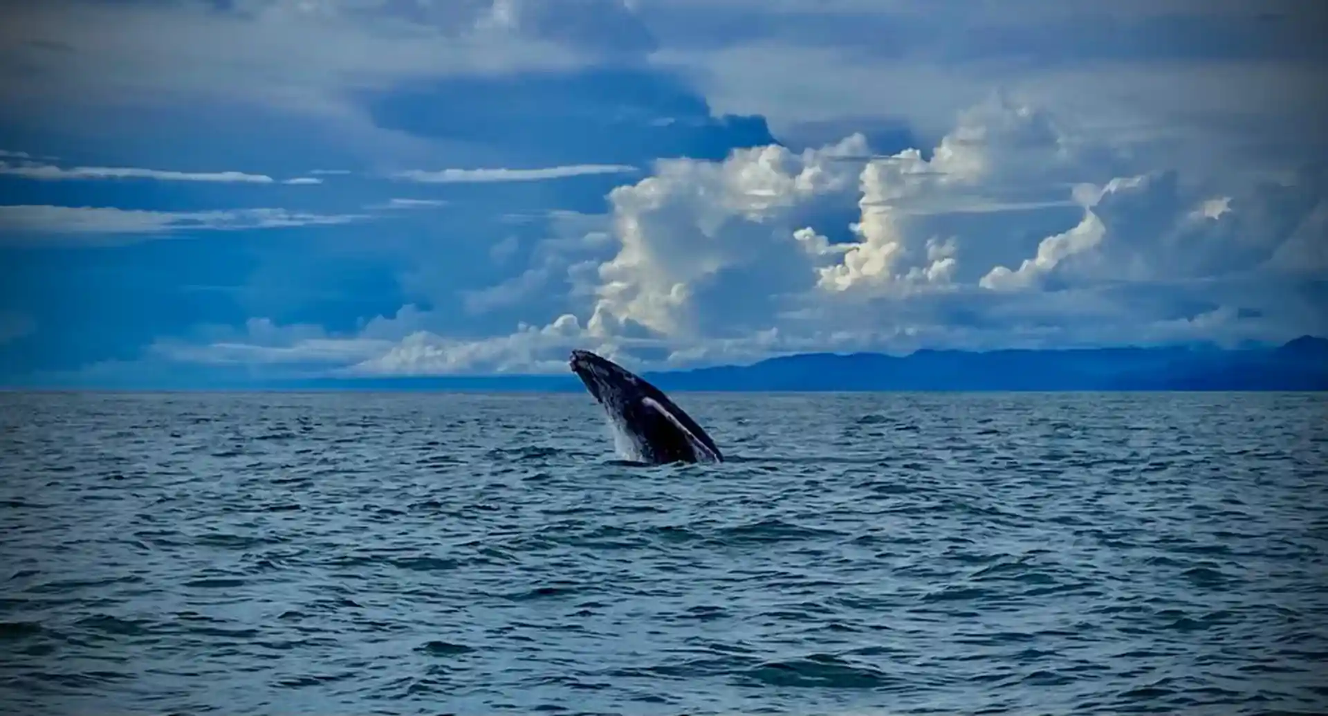 Humpback whale breaching.
