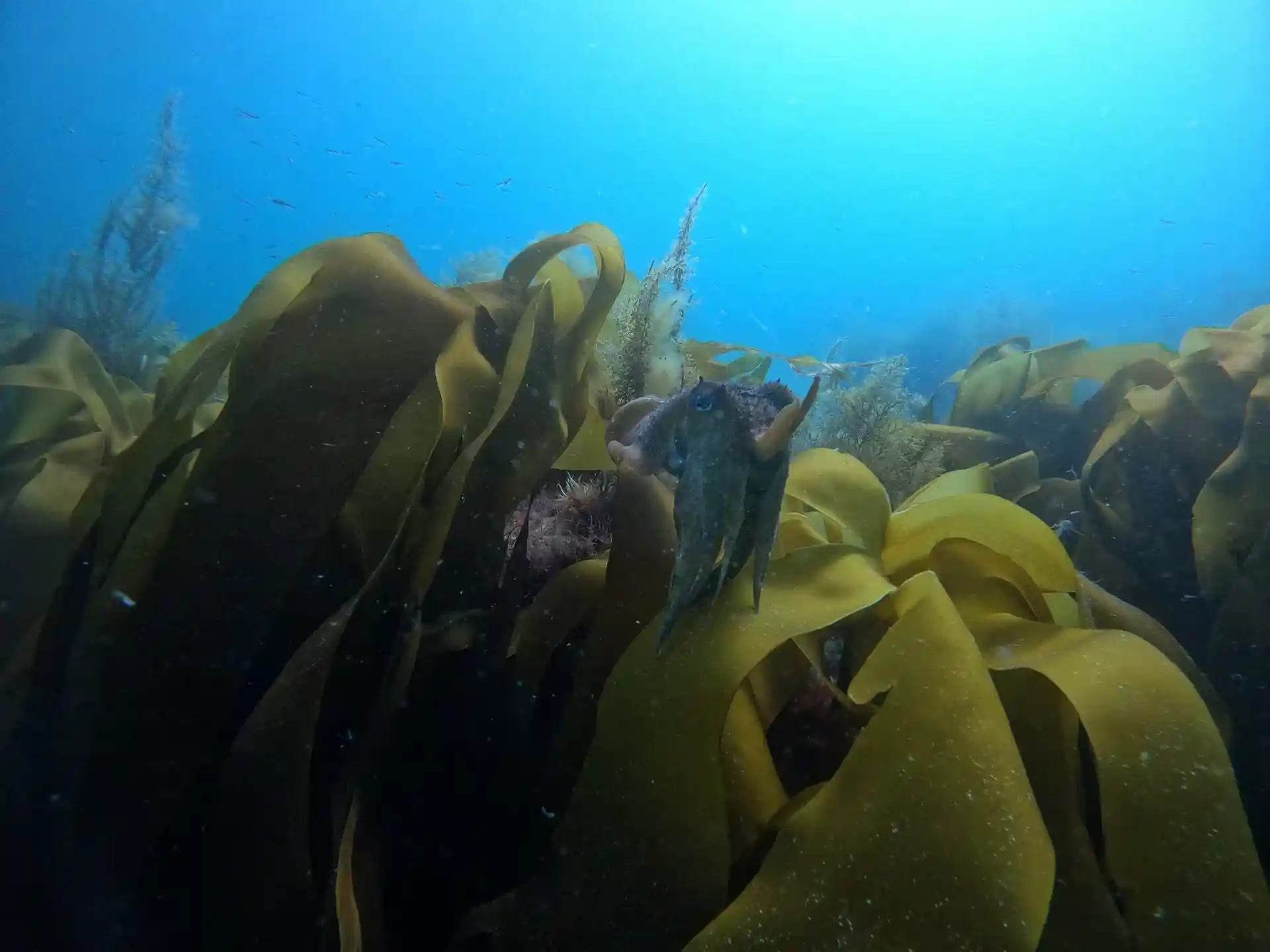 Photo du site de plongée