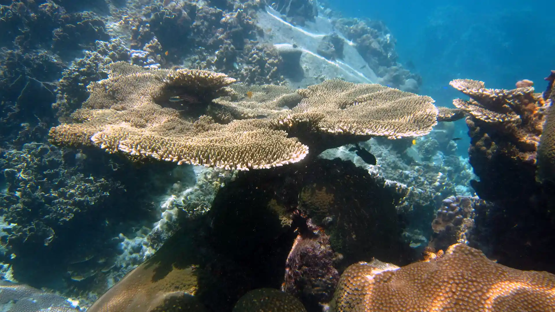Table coral on the dive site Japanese Garden