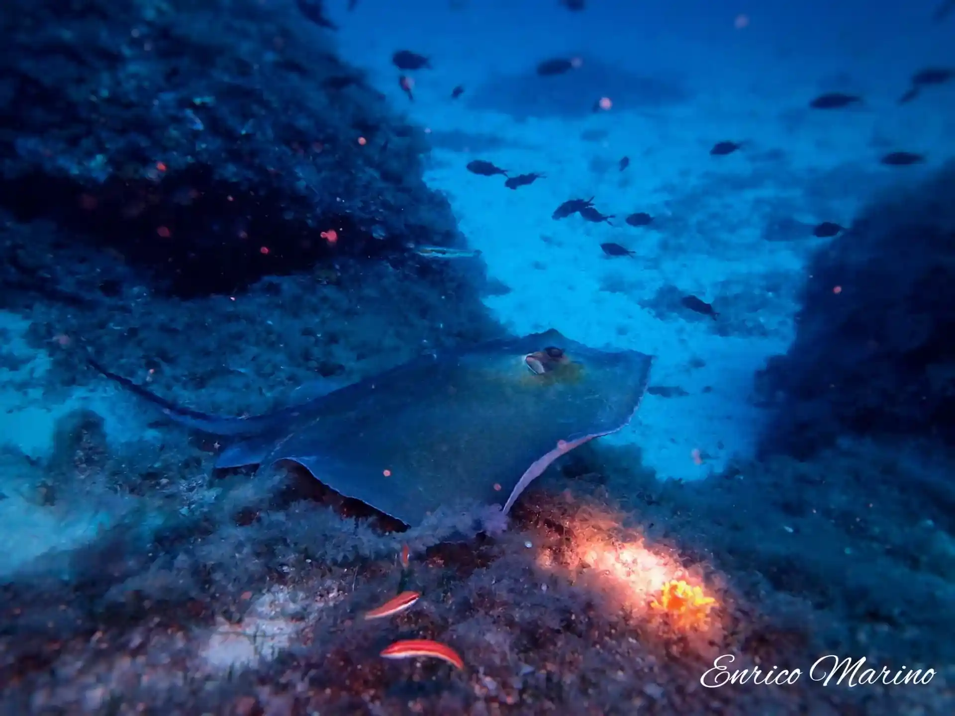 Photo du site de plongée