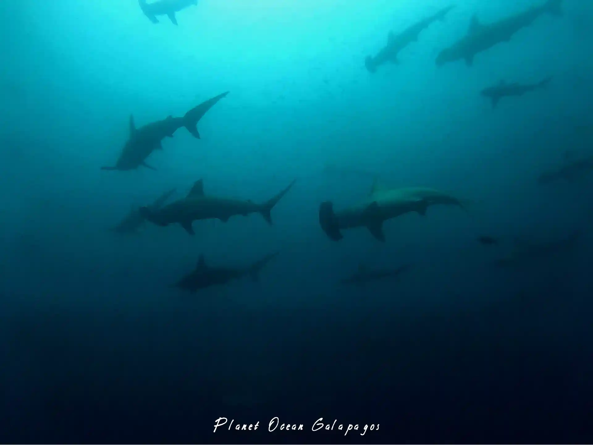 ダイビングサイトの写真