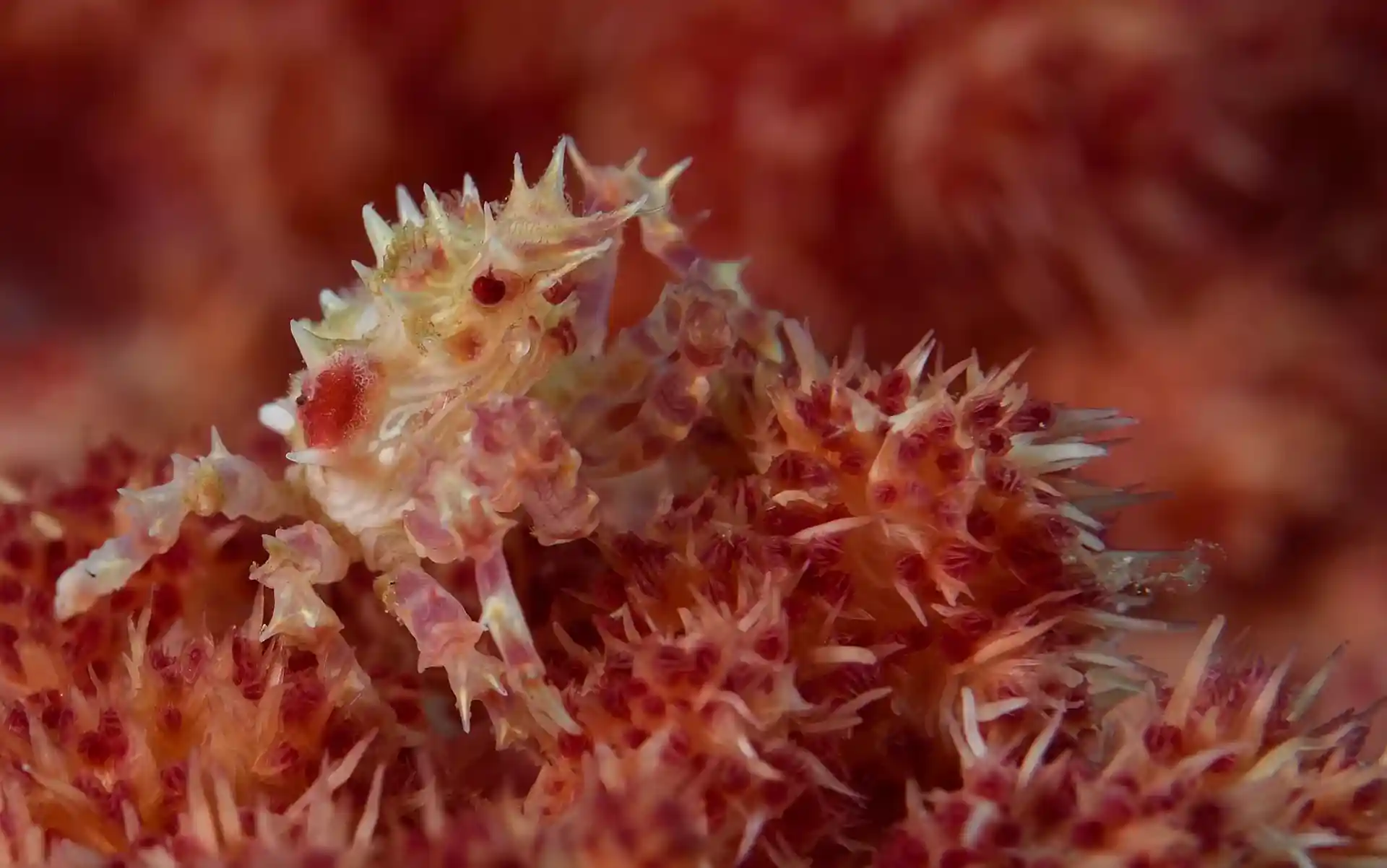 Dive site photo