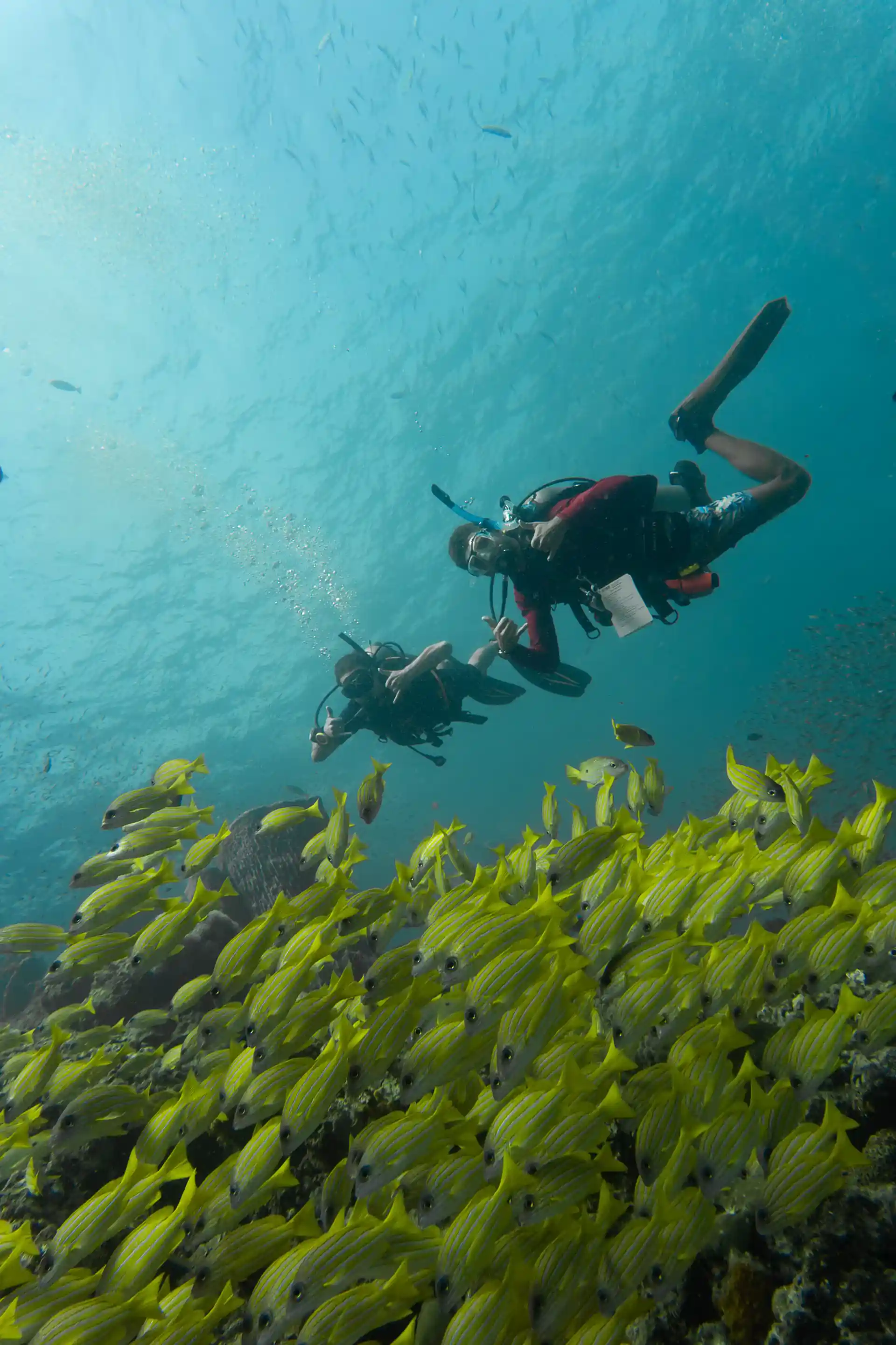 PADI Open Water Scuba Diving Course