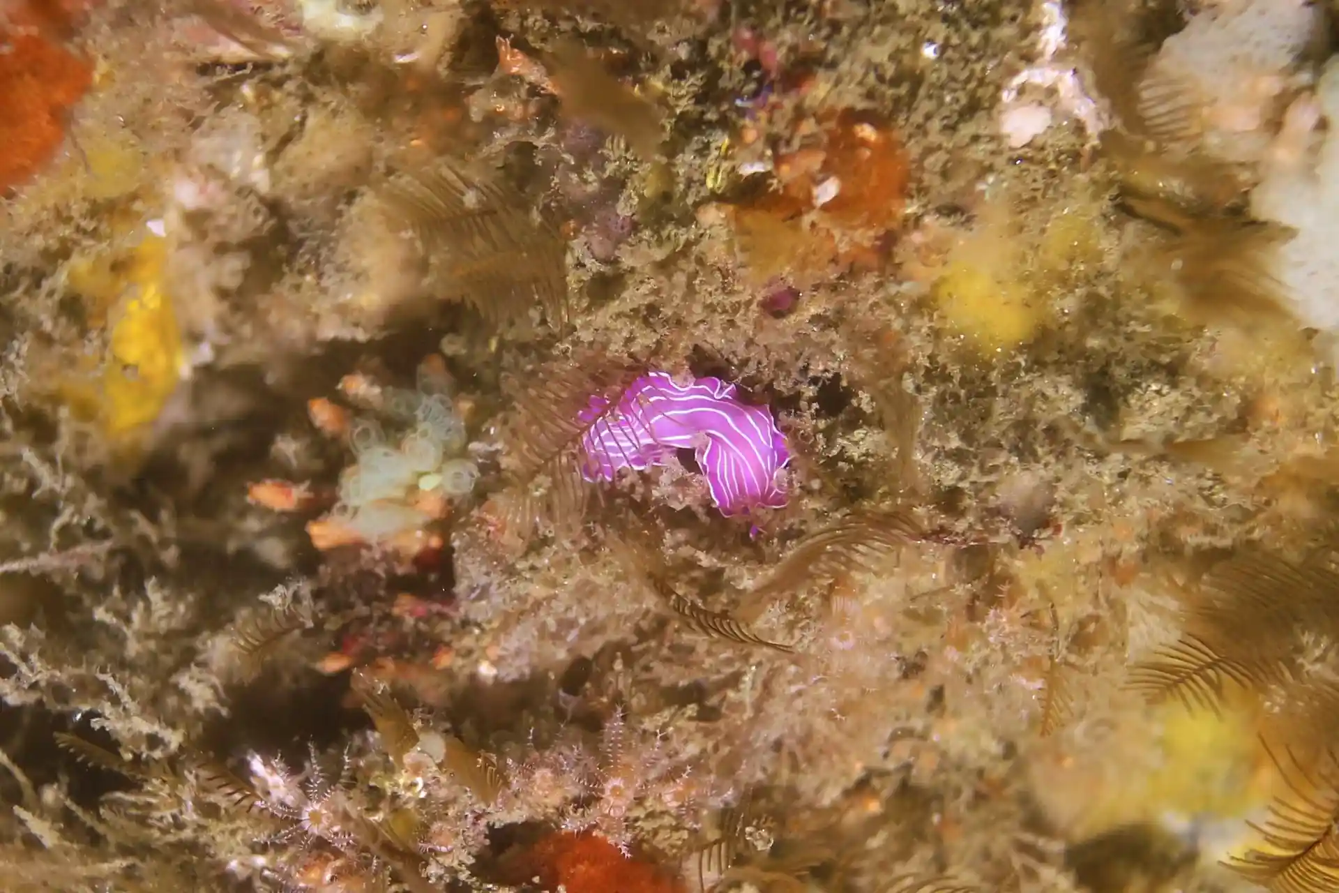Dive site photo