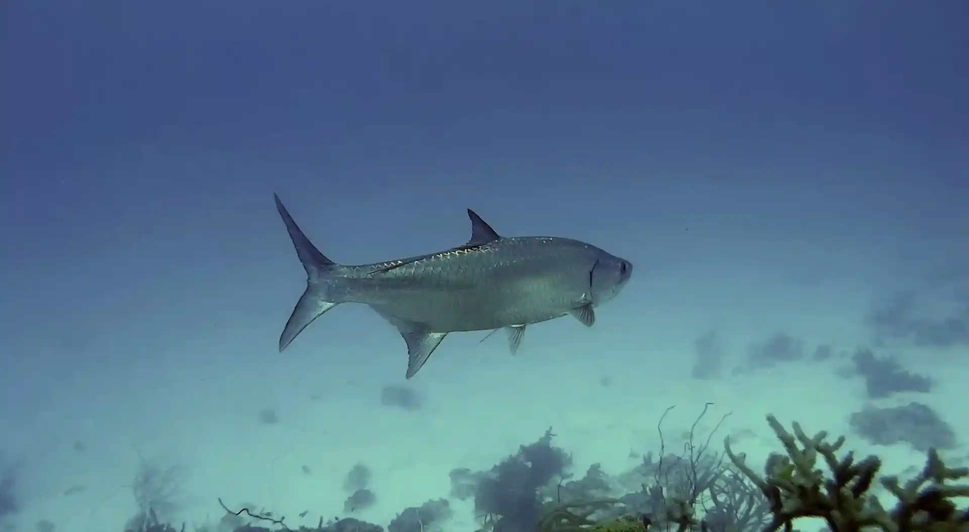 Dive site photo