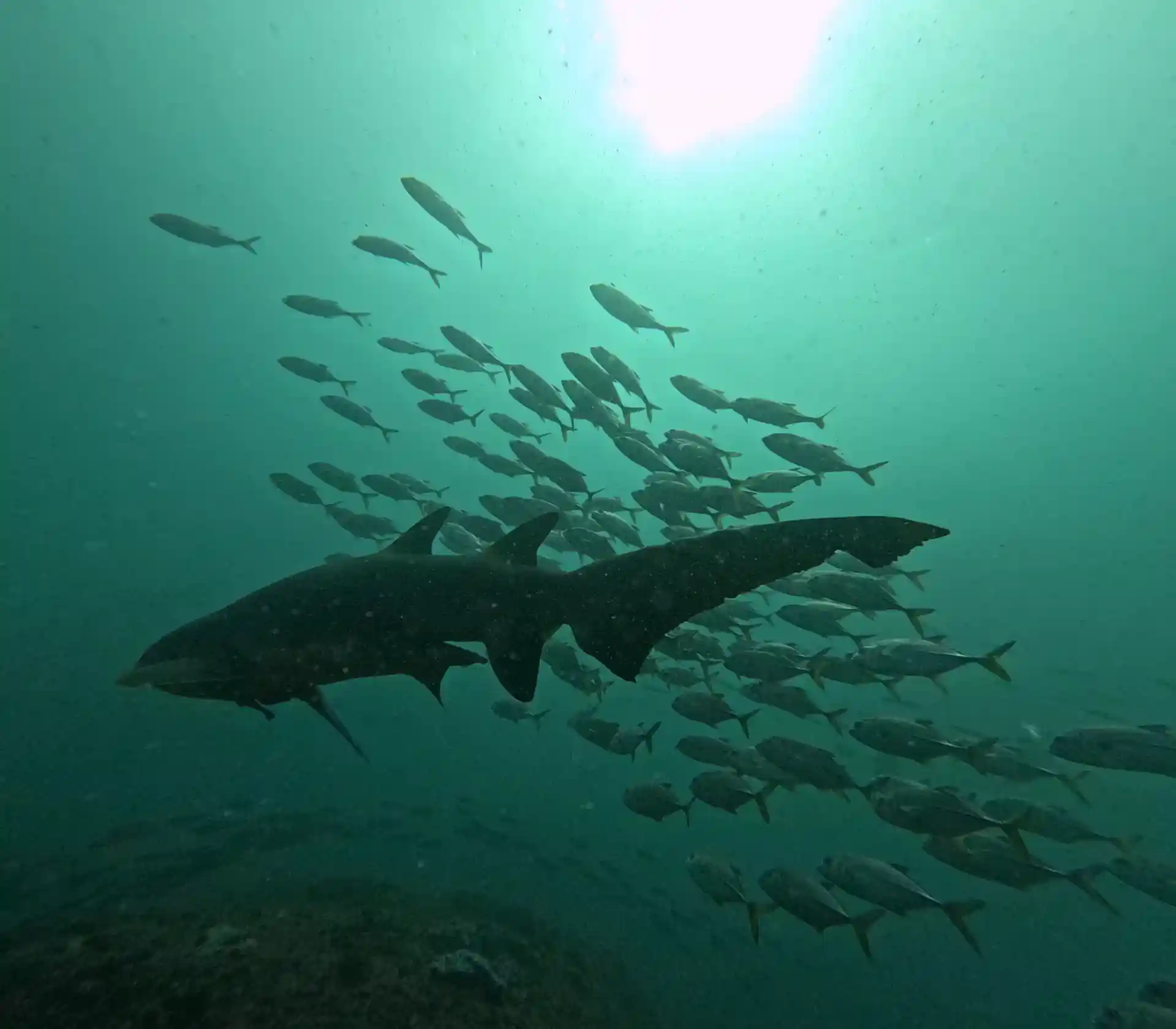 다이빙 포인트 사진