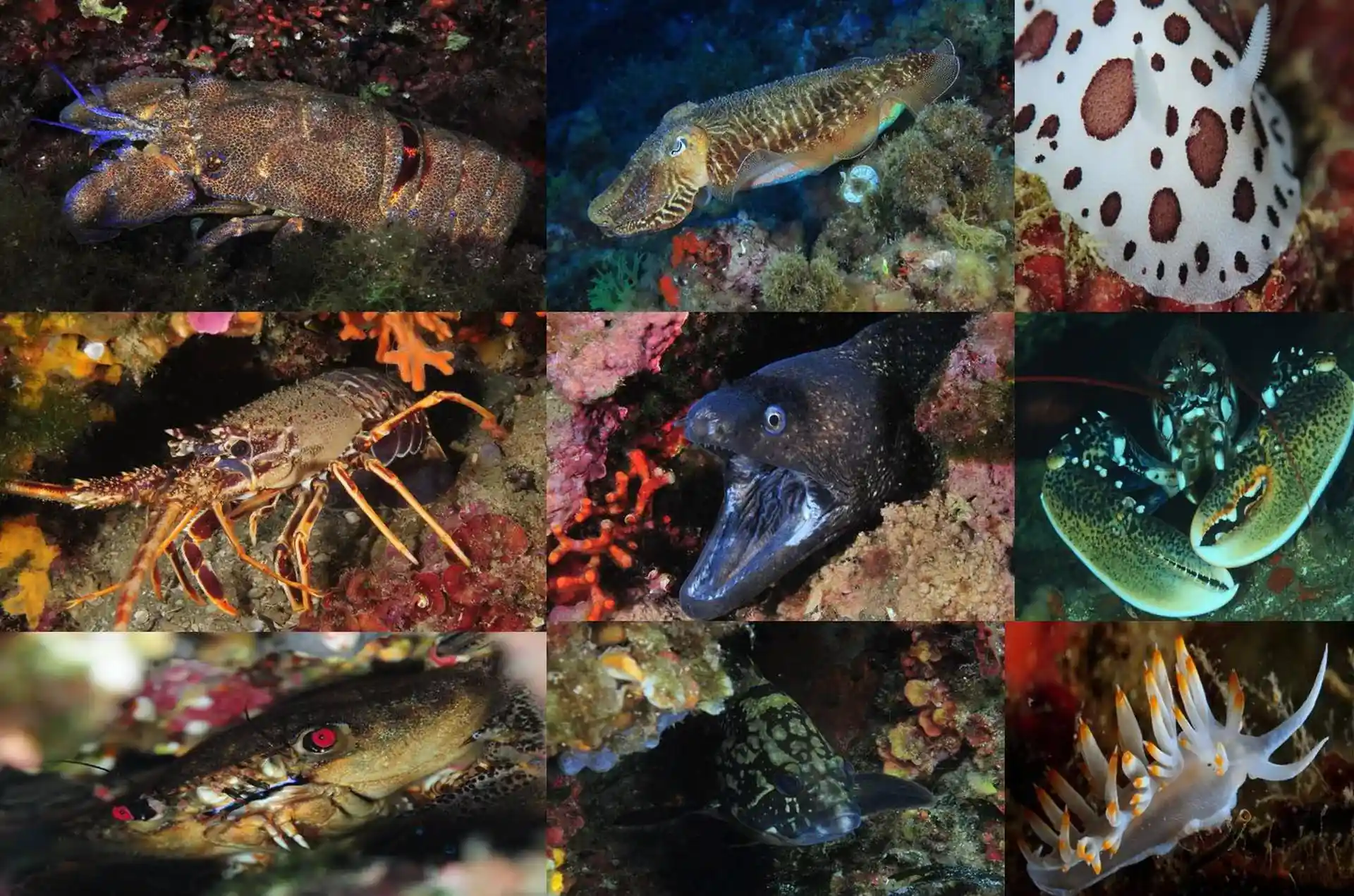 Dive site photo