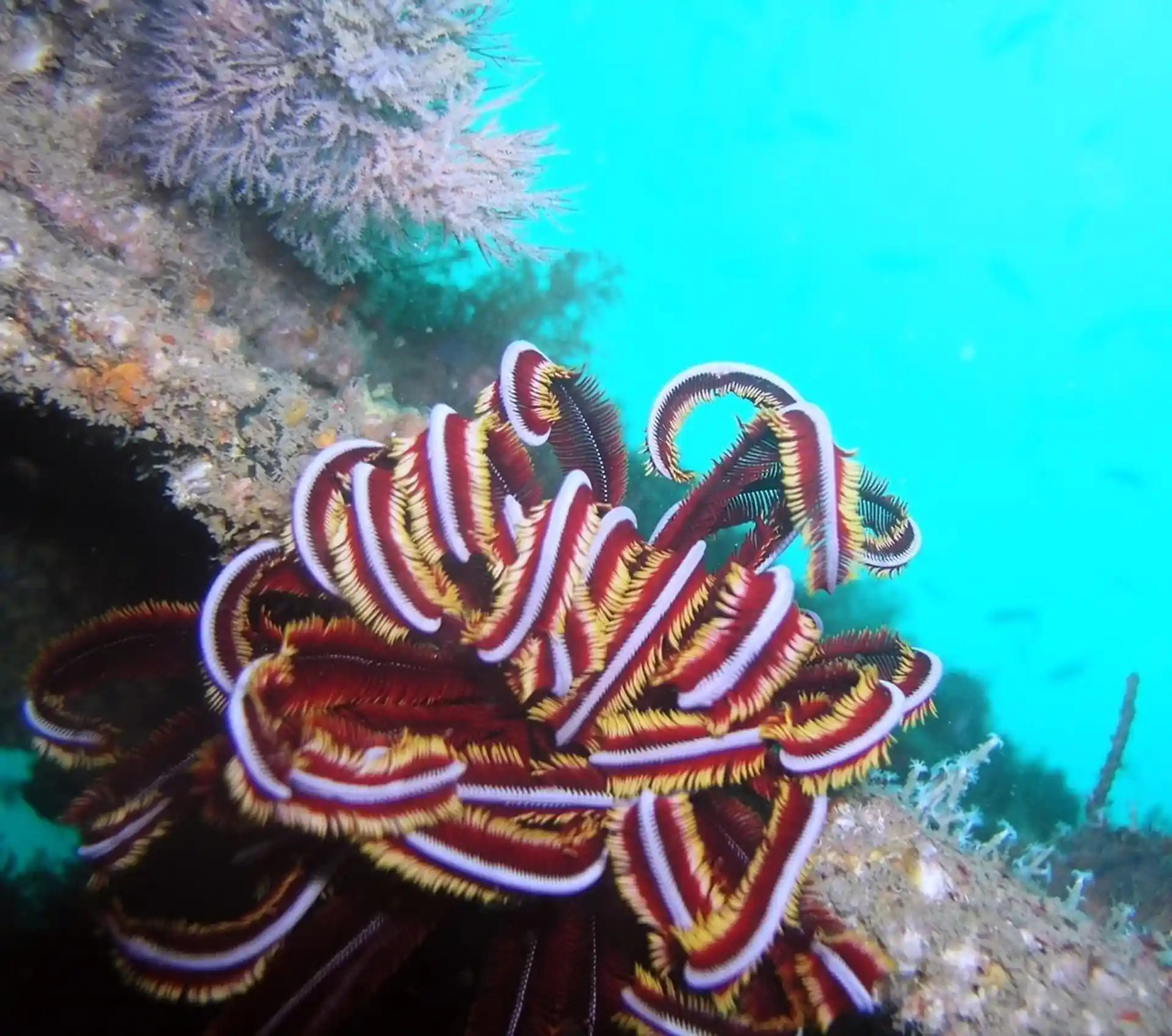 ダイビングサイトの写真