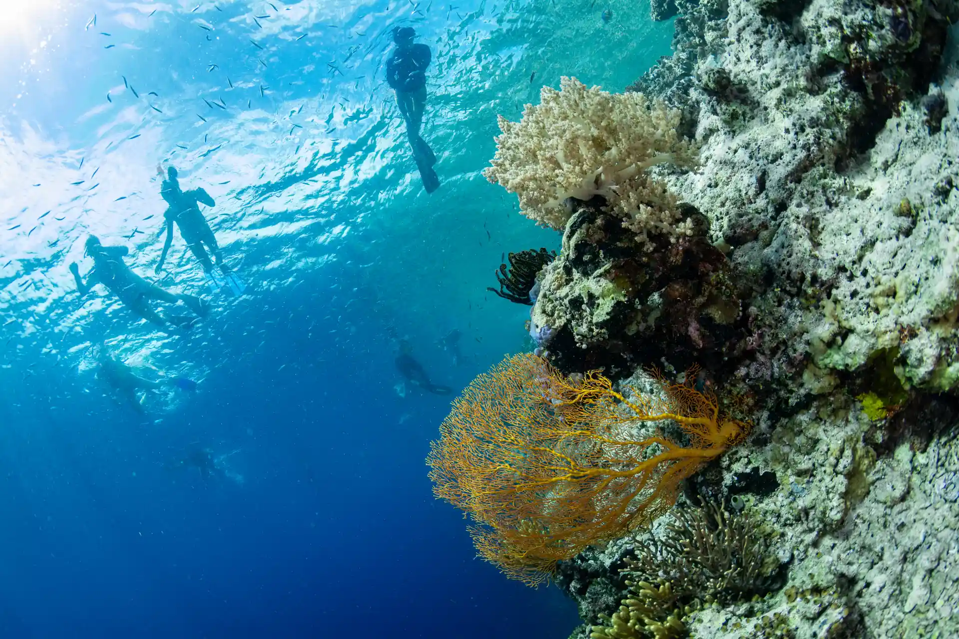 Some snorkellers swimming over the reef