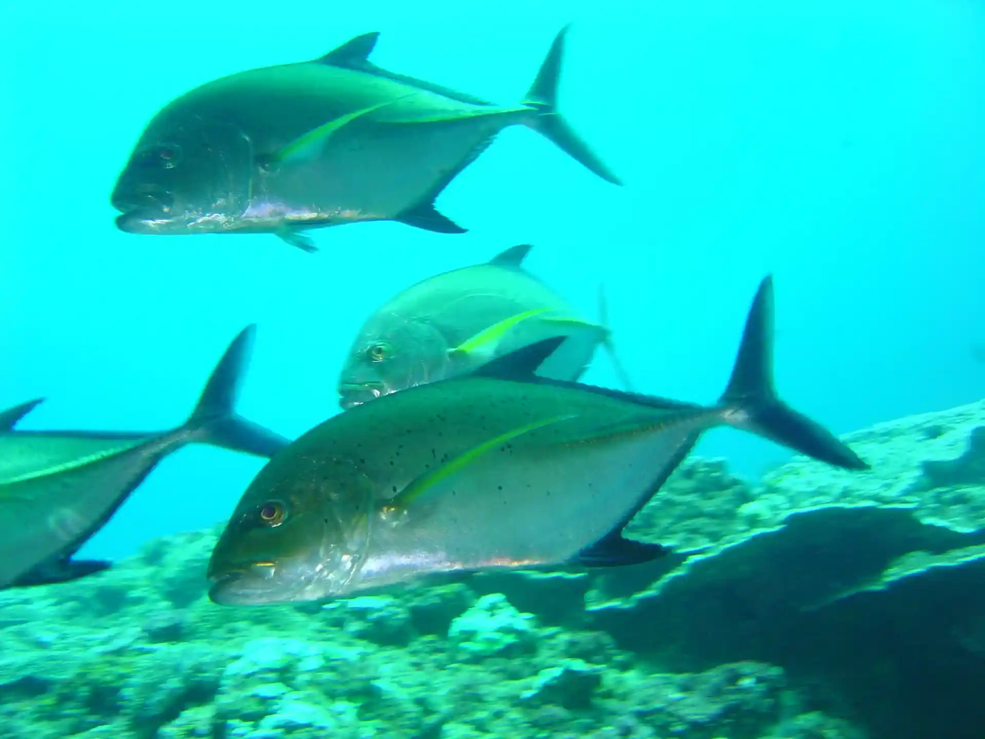 Dive site photo