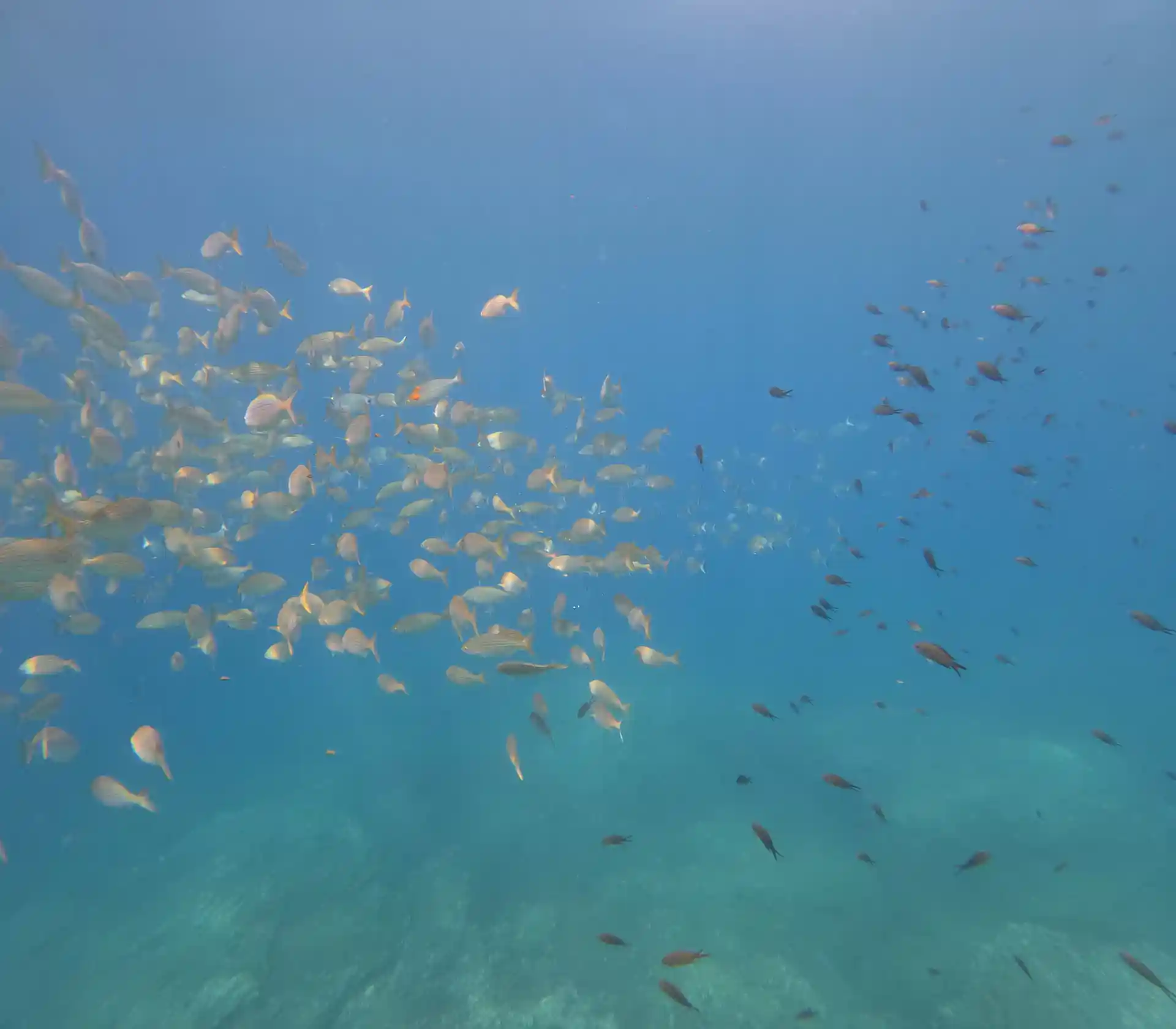 Photo du magasin de plongée