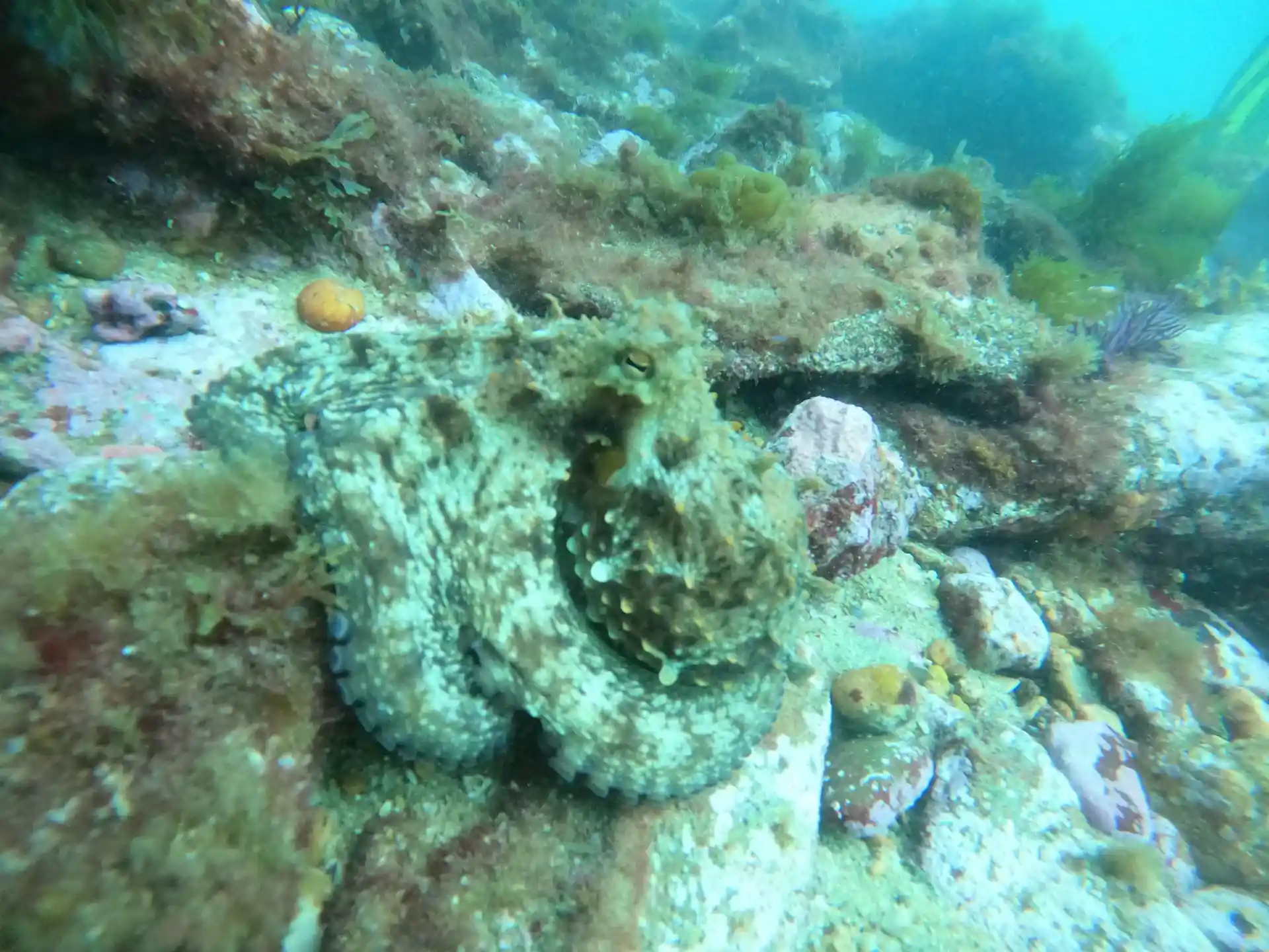 Foto des Tauchplatzes