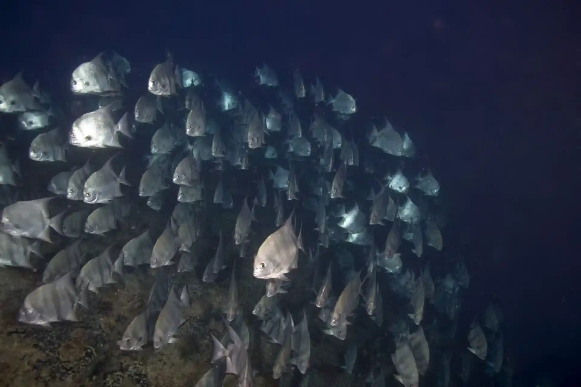 Dive site photo